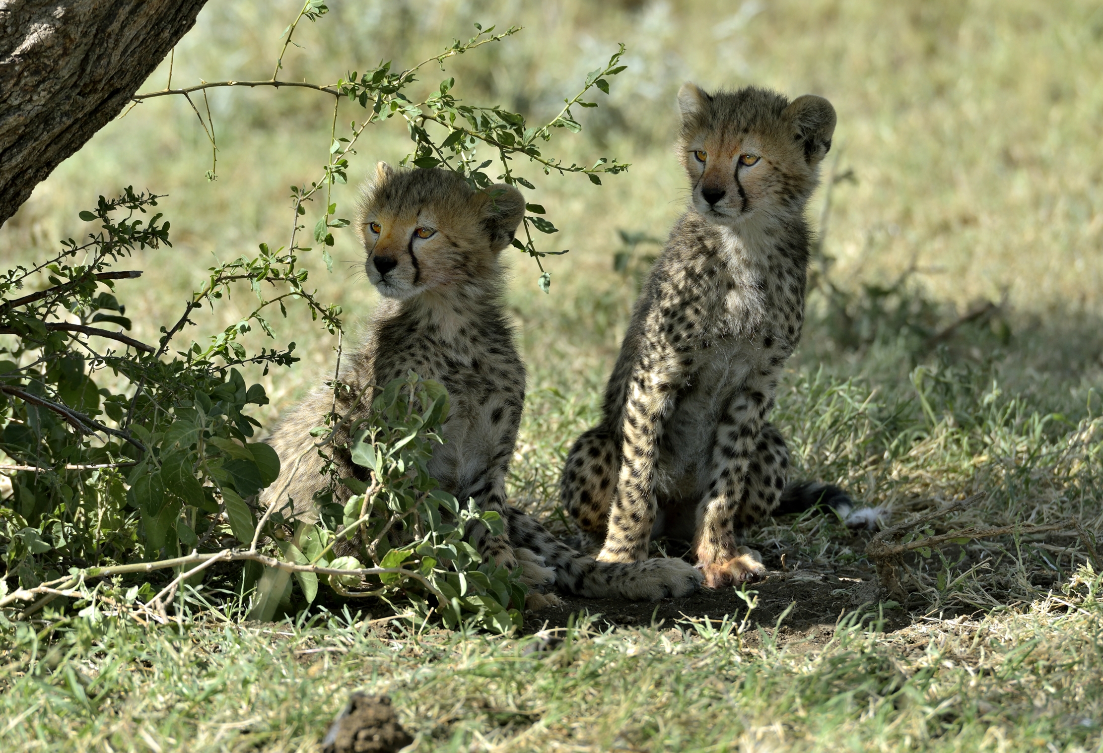 Tanzania 2015 - Inclinati...