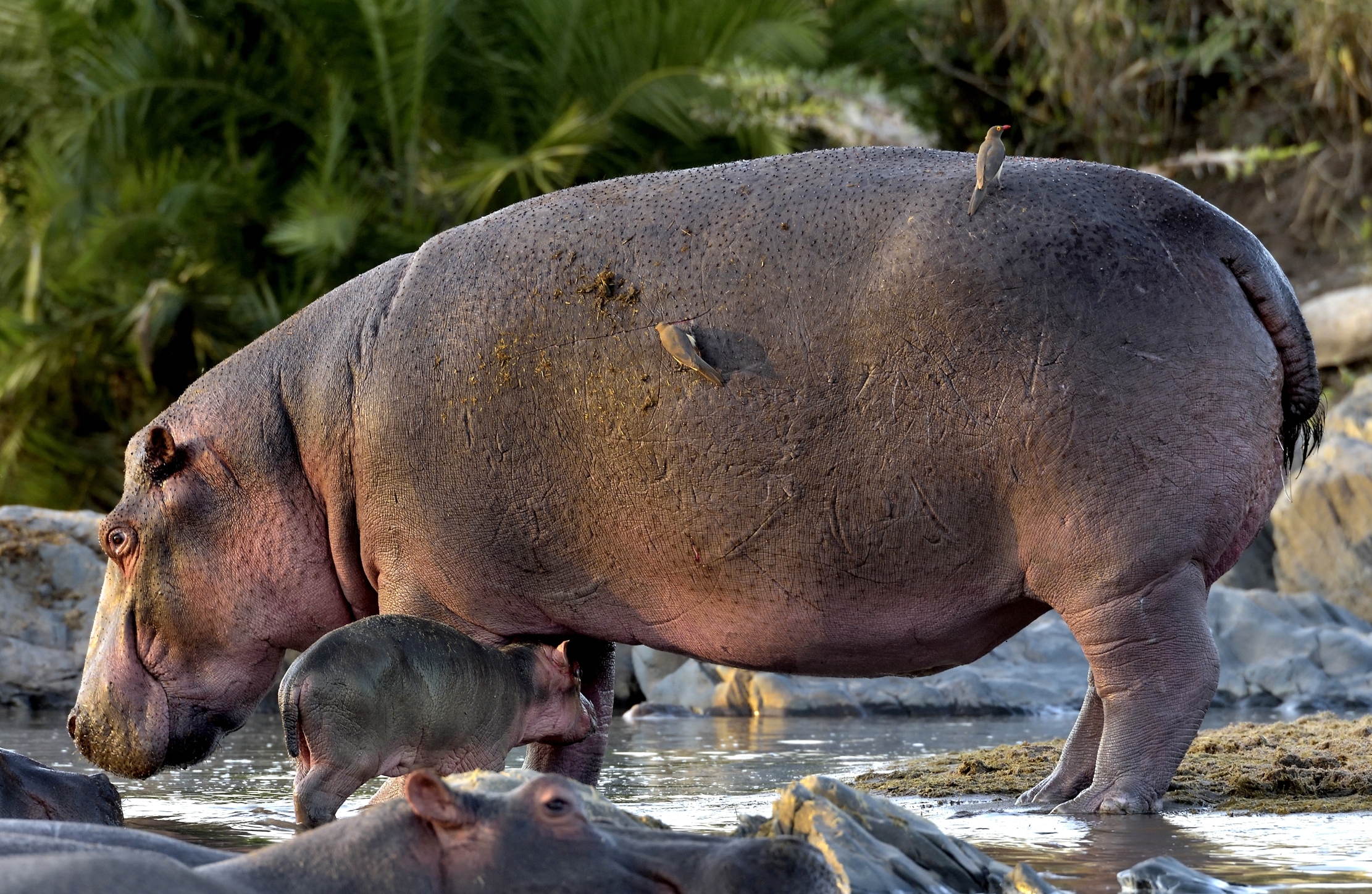 Tanzania 2015 - La mamma e il piccolo