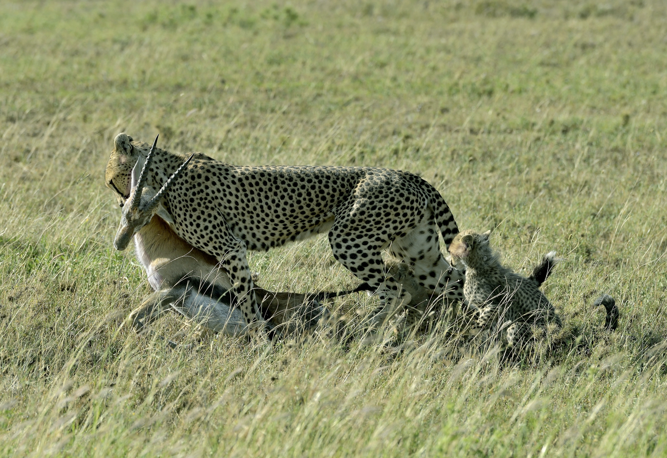 Tanzania 2015 - La Preda