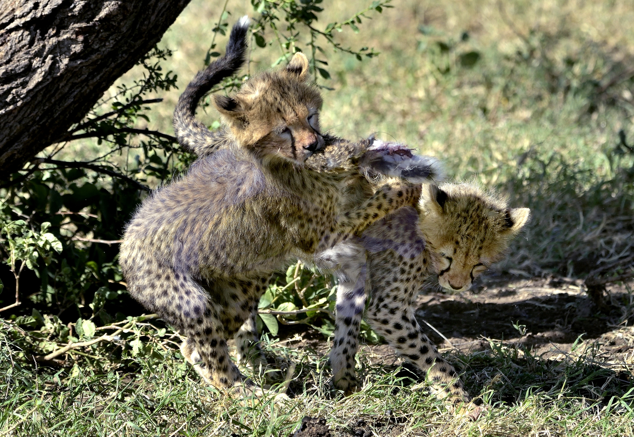 Tanzania 2015 - Giochi di Ghepardini