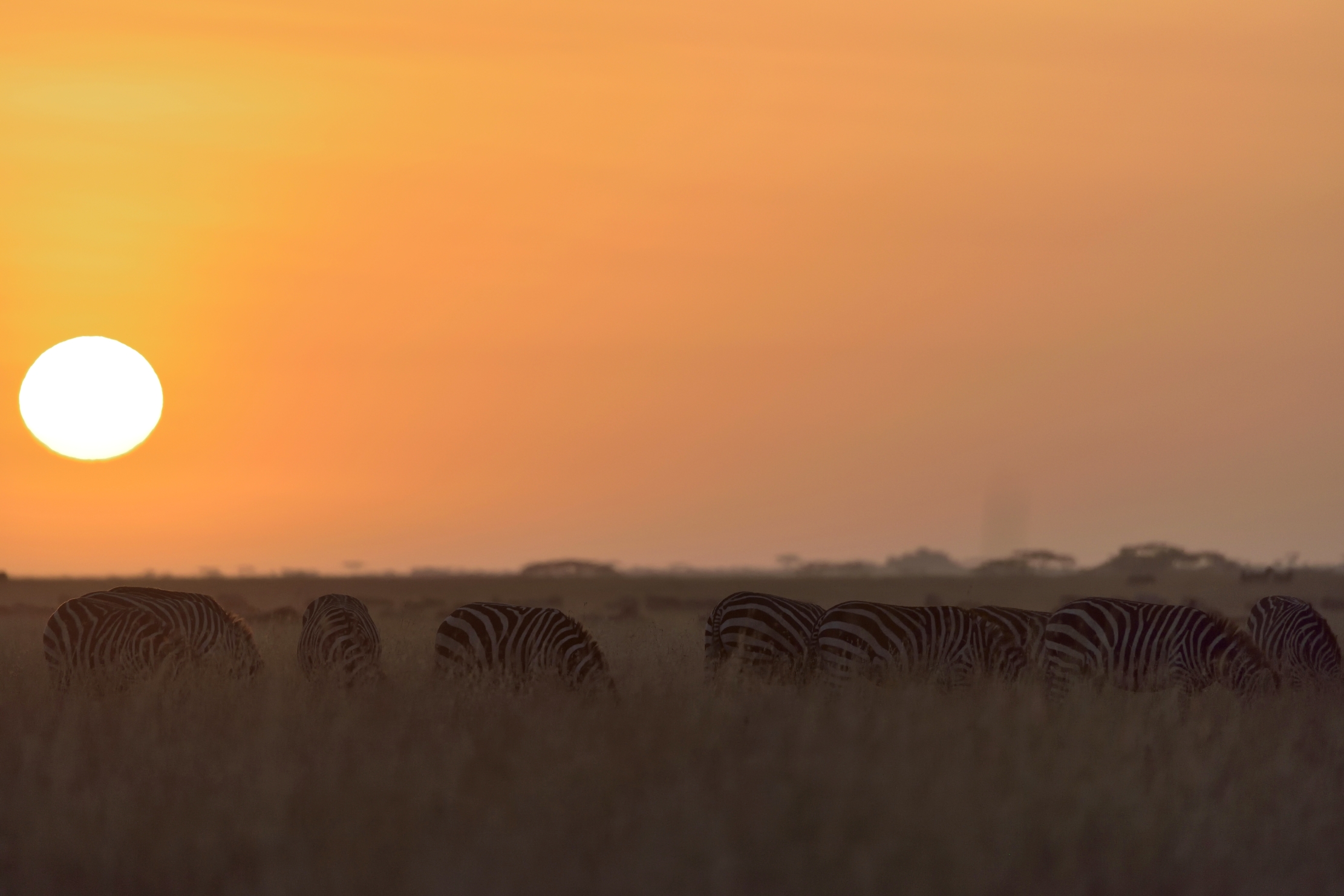 Tanzania 2015 - Zebre all'alba