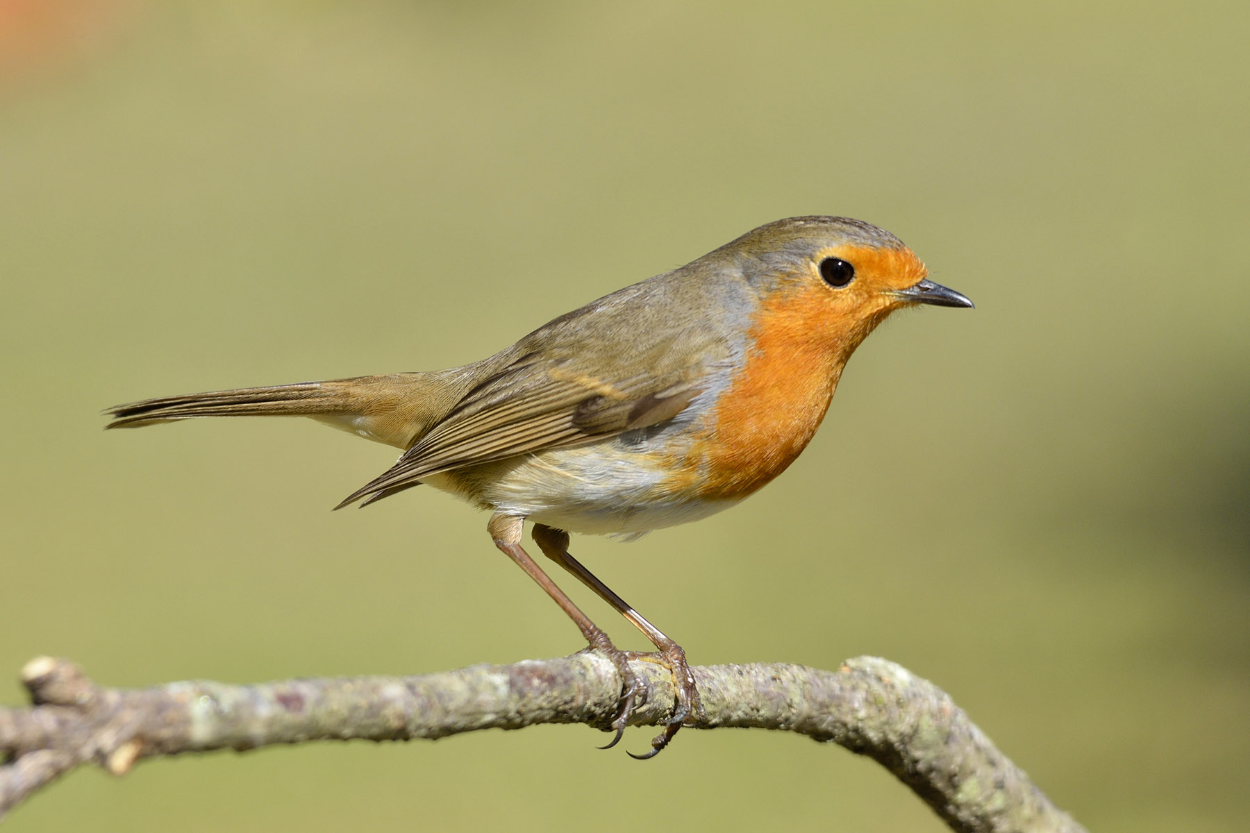 Erithacus rubecula