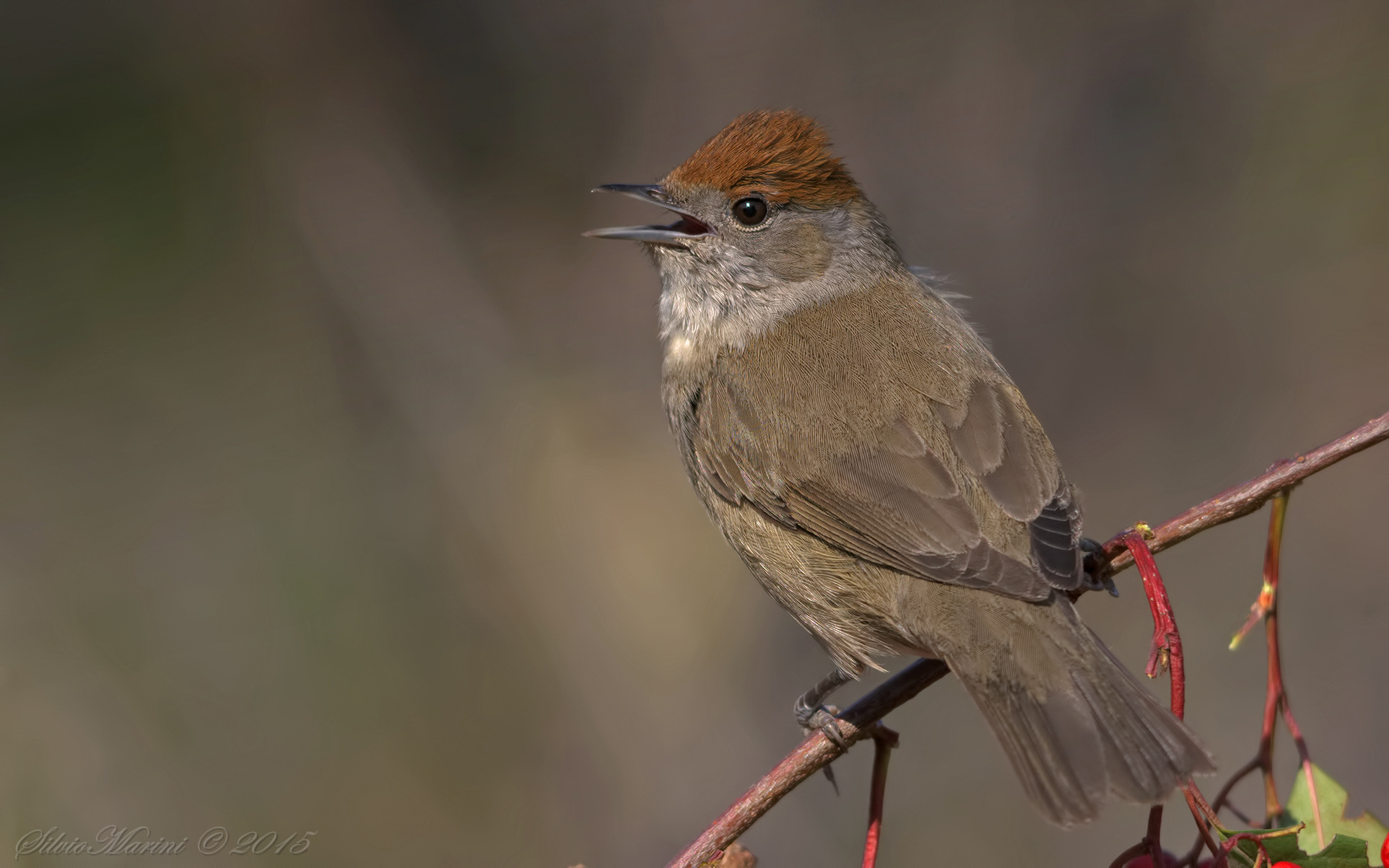 Capinera (Sylvia atricapilla) femmina canterina