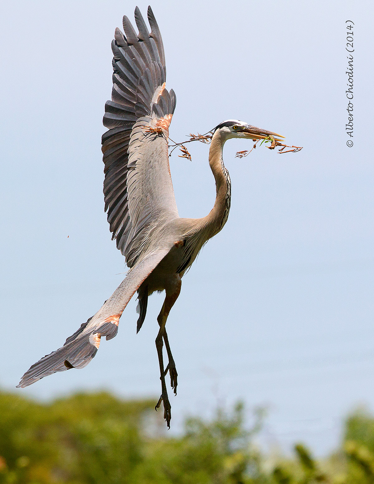grey heron (017 R)