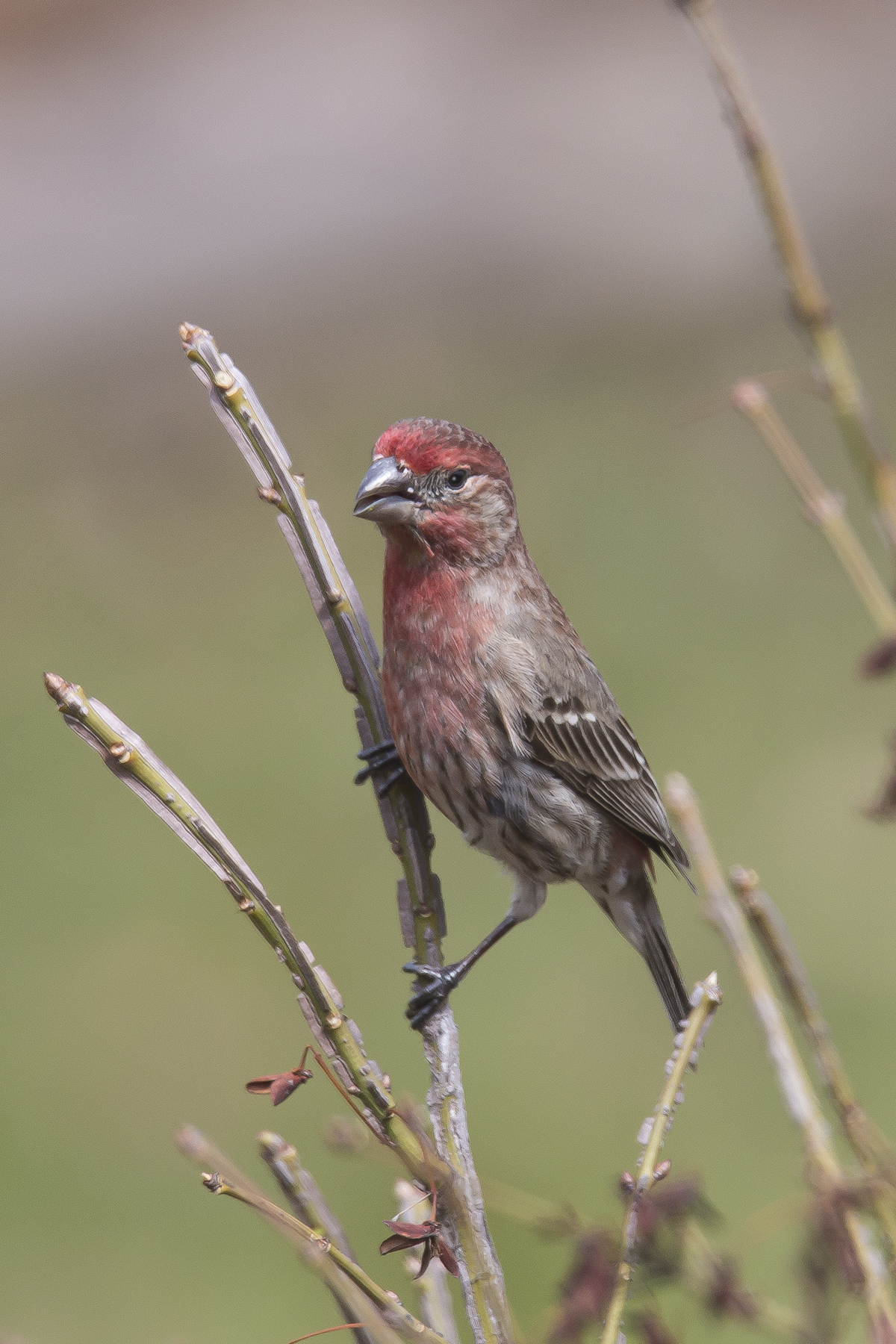 House Finch