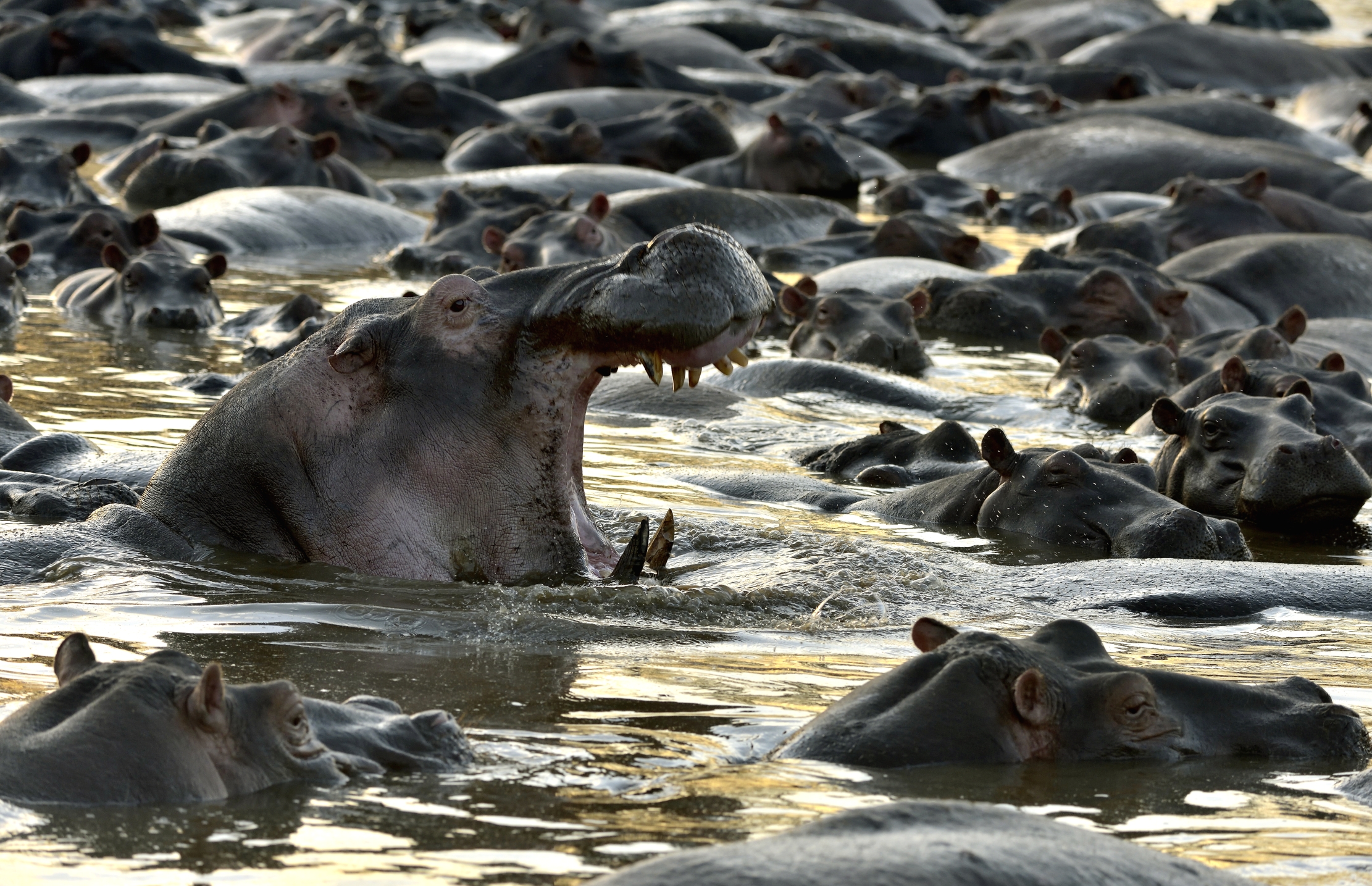 Tanzania 2015 - Il ringhio