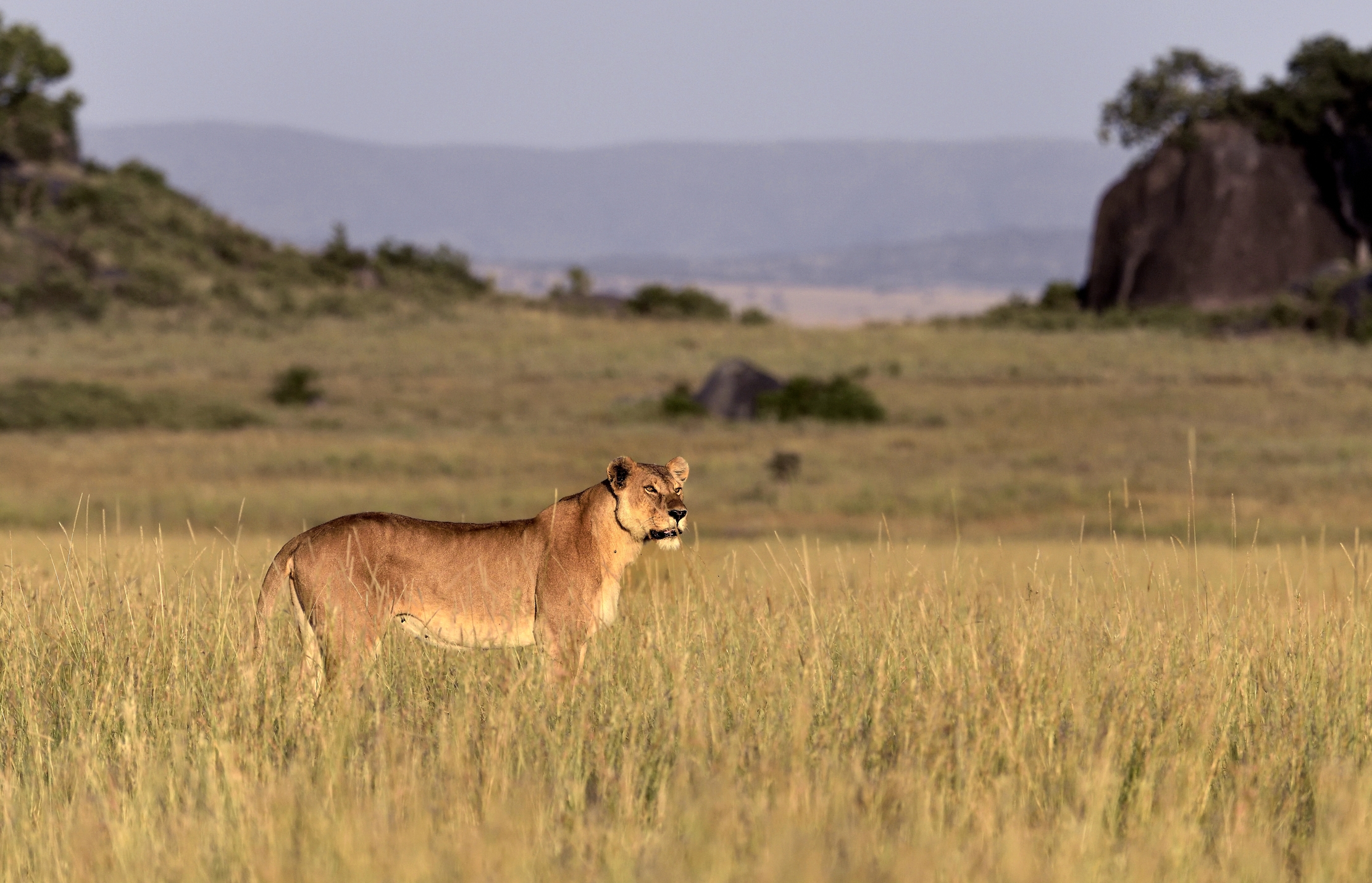 Tanzania 2015 - Savana