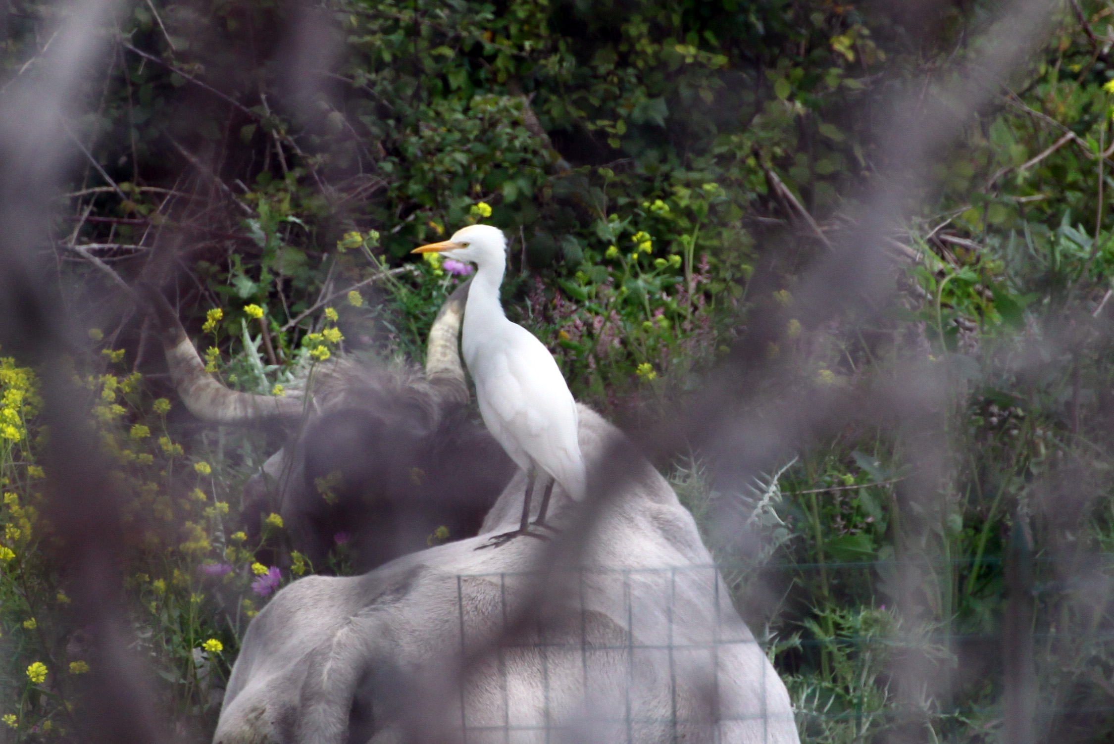 White heron roost on the mobile ...