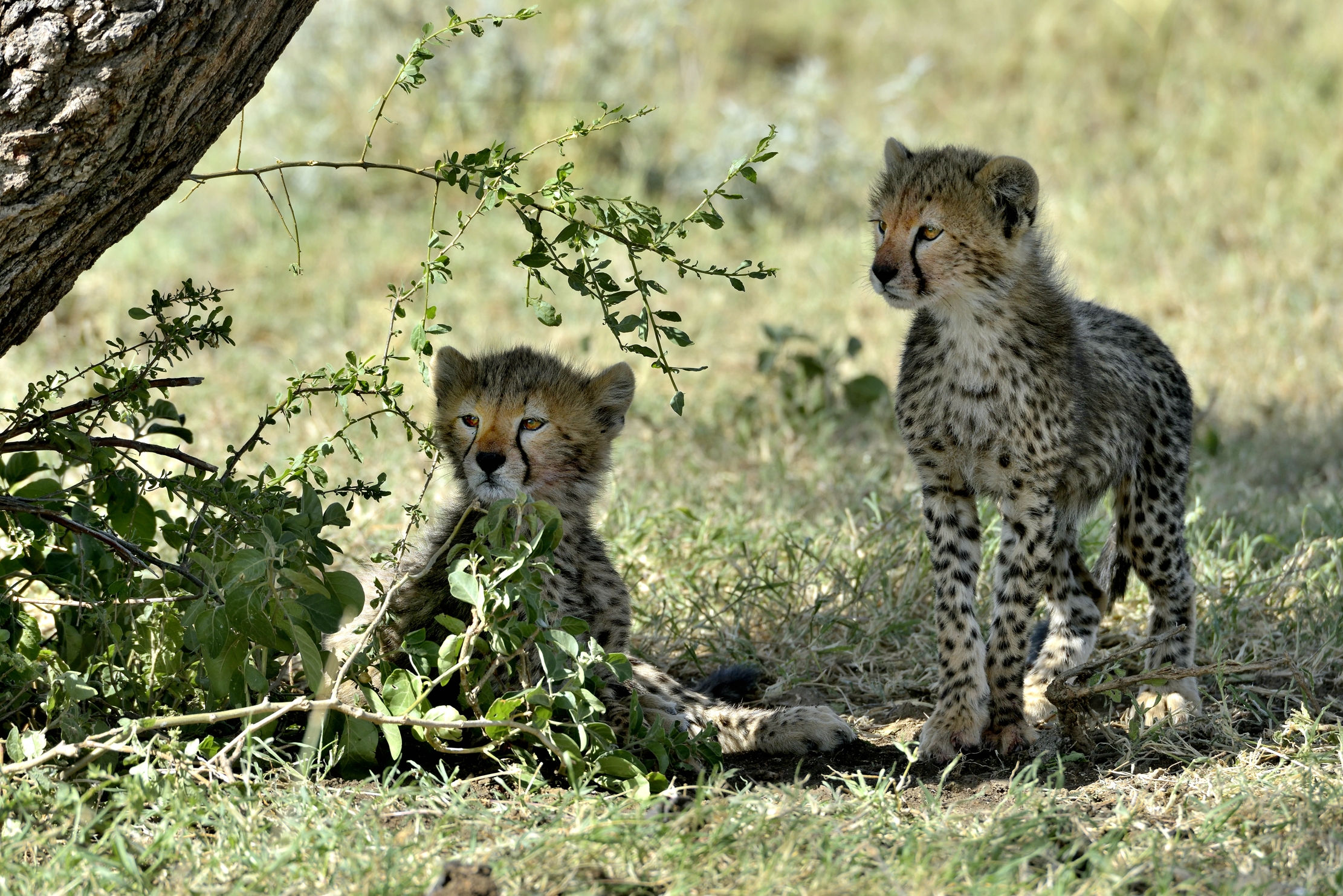 Tanzania 2015 - Ghepardini