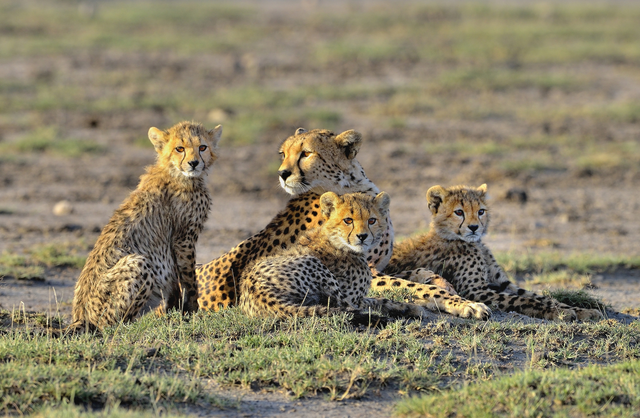 Tanzania 2015 - FratelliniGhepardini