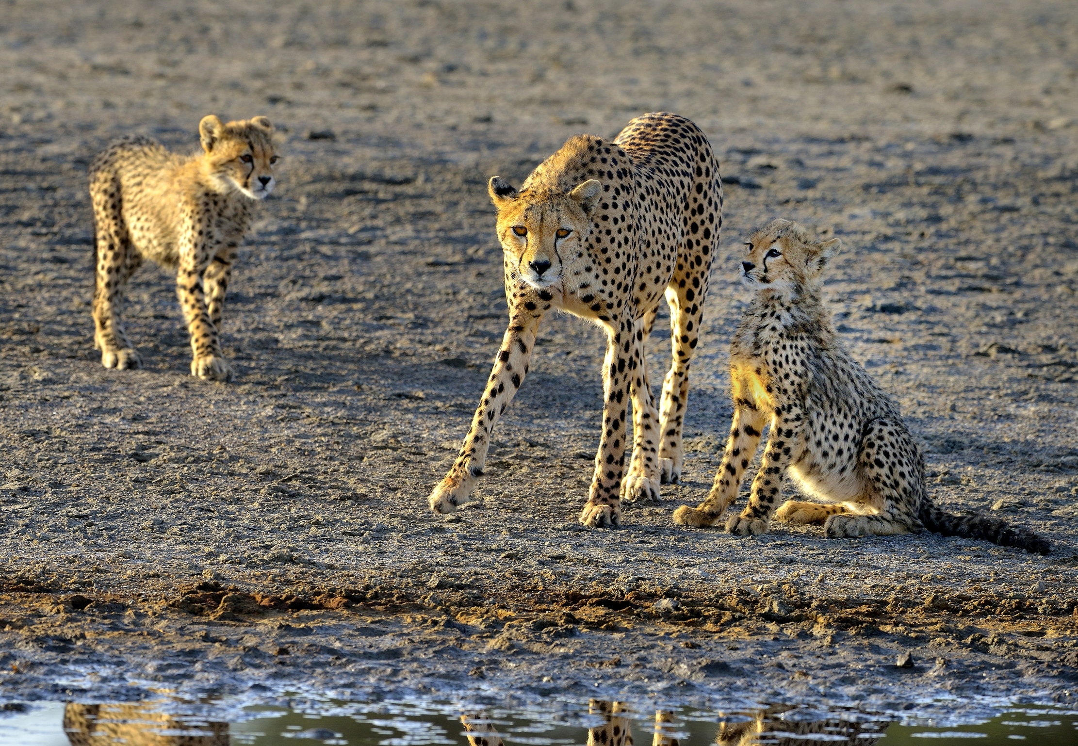 Tanzania 2015 - Mamma  Ghepardo sempre allerta