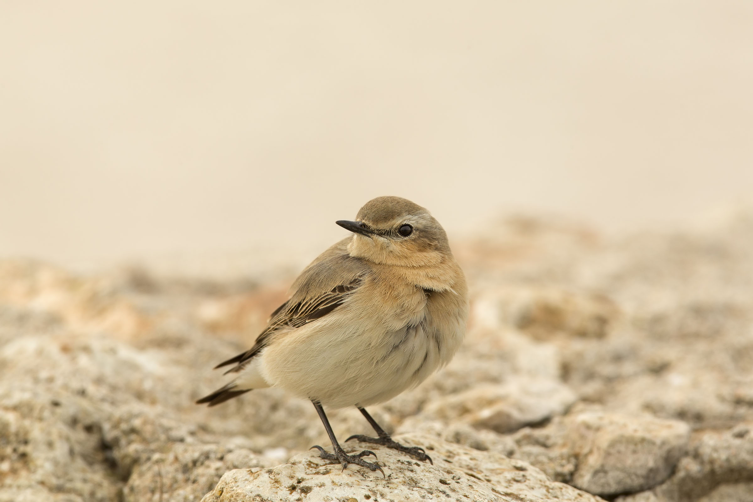 culbianco in high key....