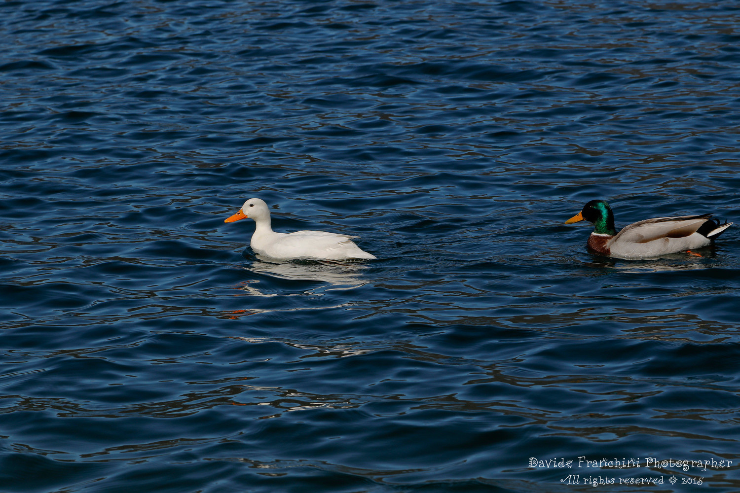 Coppia di germano reale con femmina albino