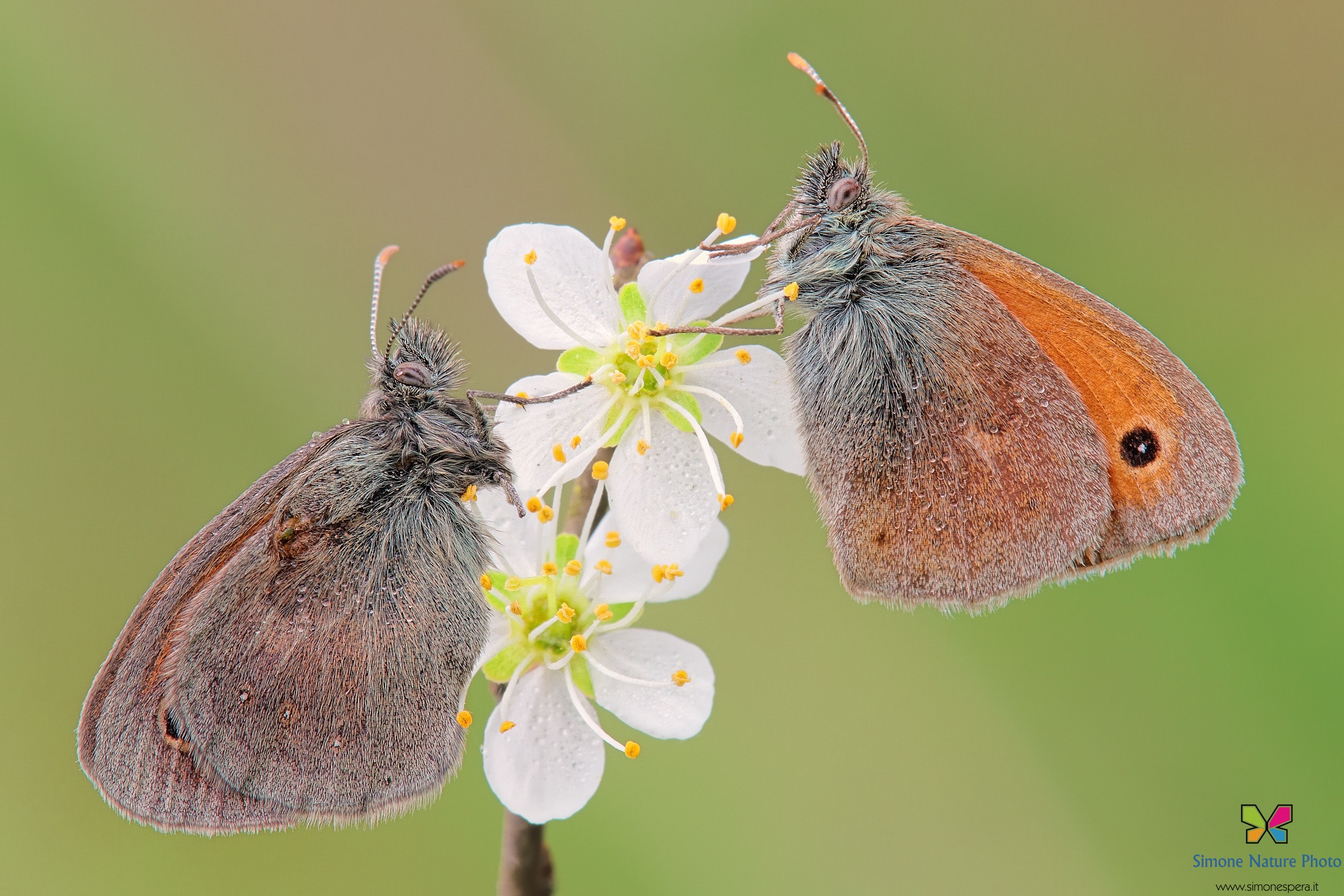 Coenonympha pamphilus ....