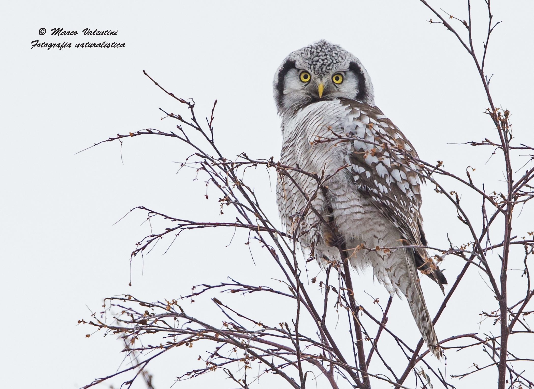 A tu per tu con l'ulula