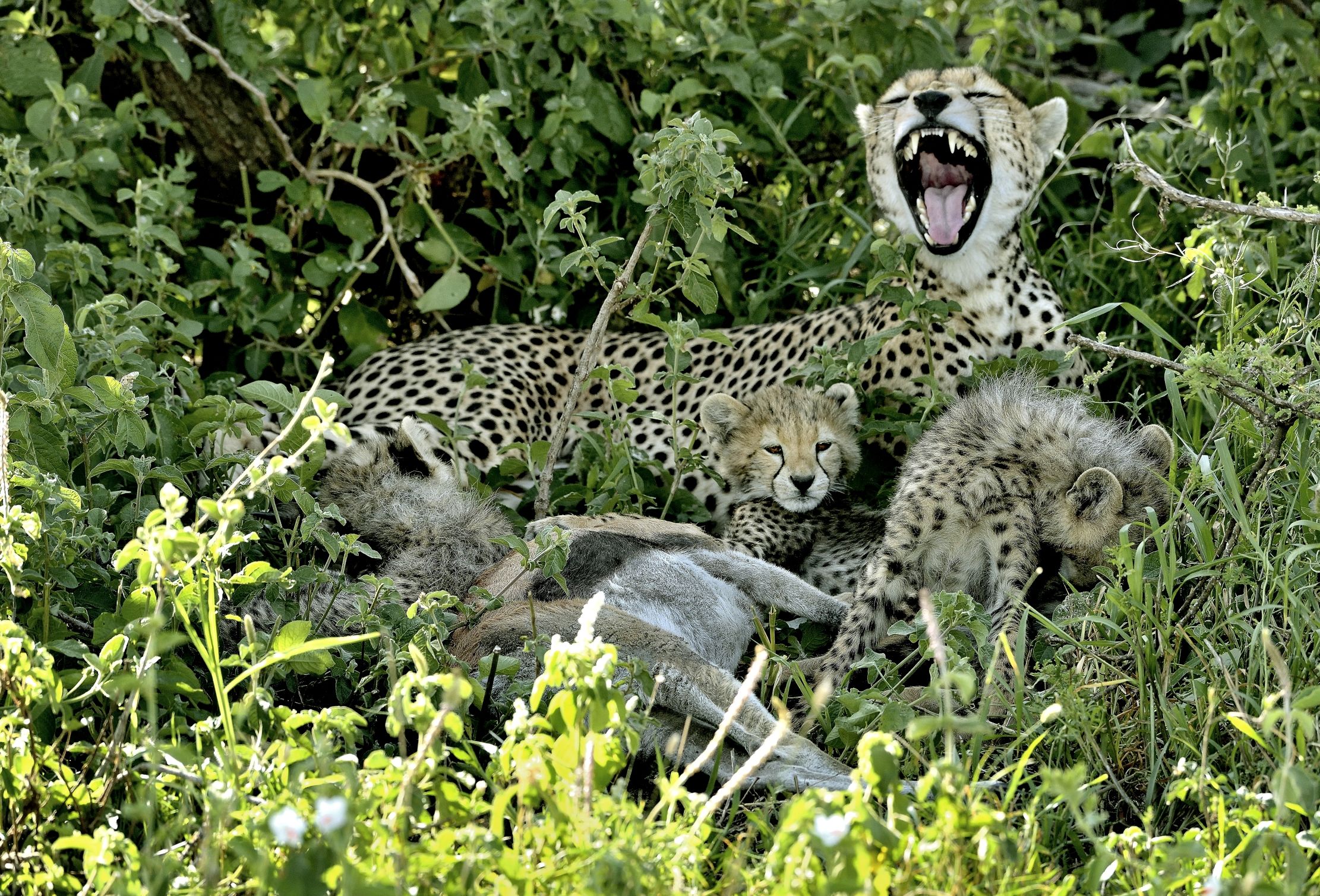 Tanzania 2015 - Con la preda sotto l'albero