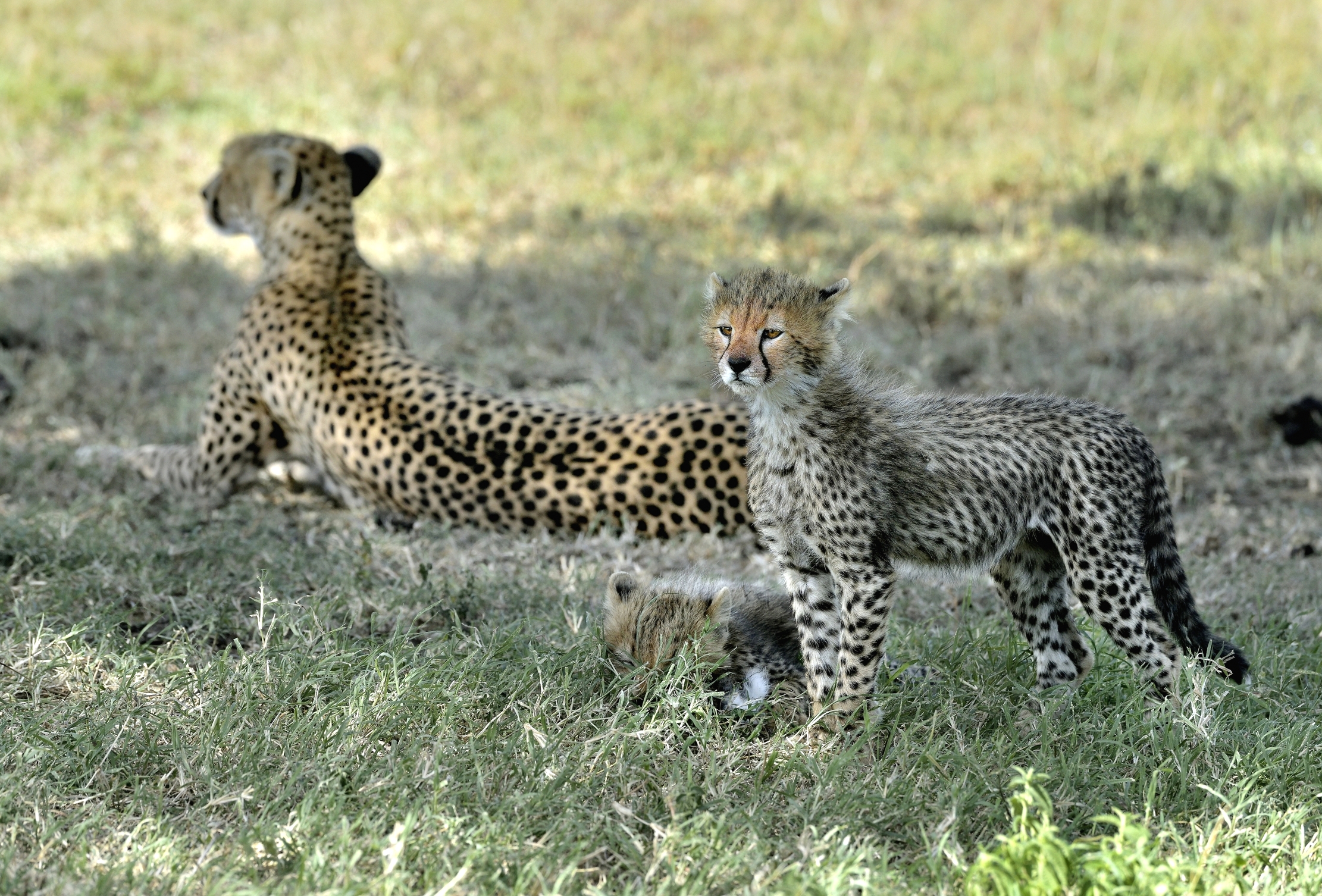 Tanzania 2015 - Ghepardino