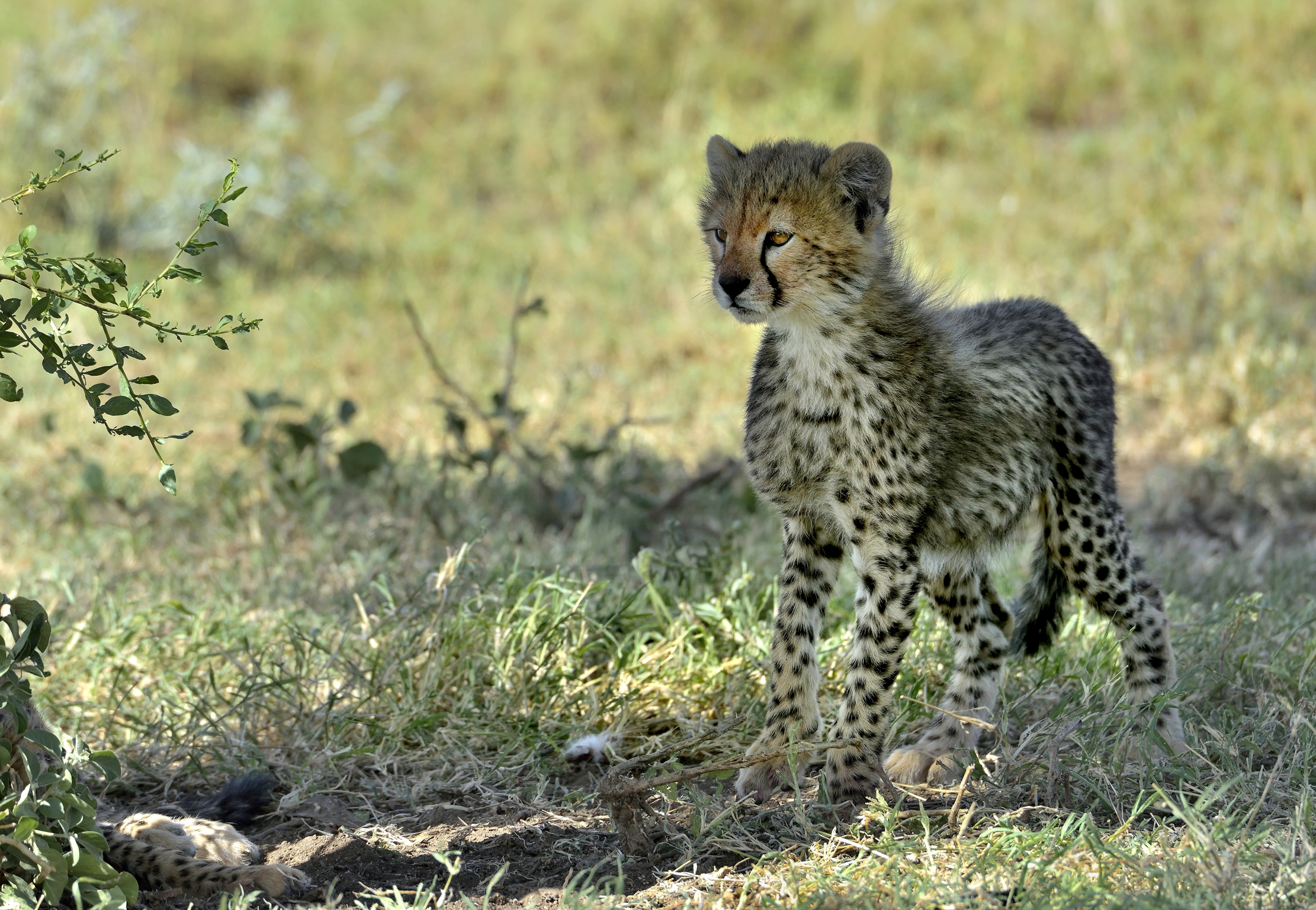 Tanzania 2015 - Ghepardino
