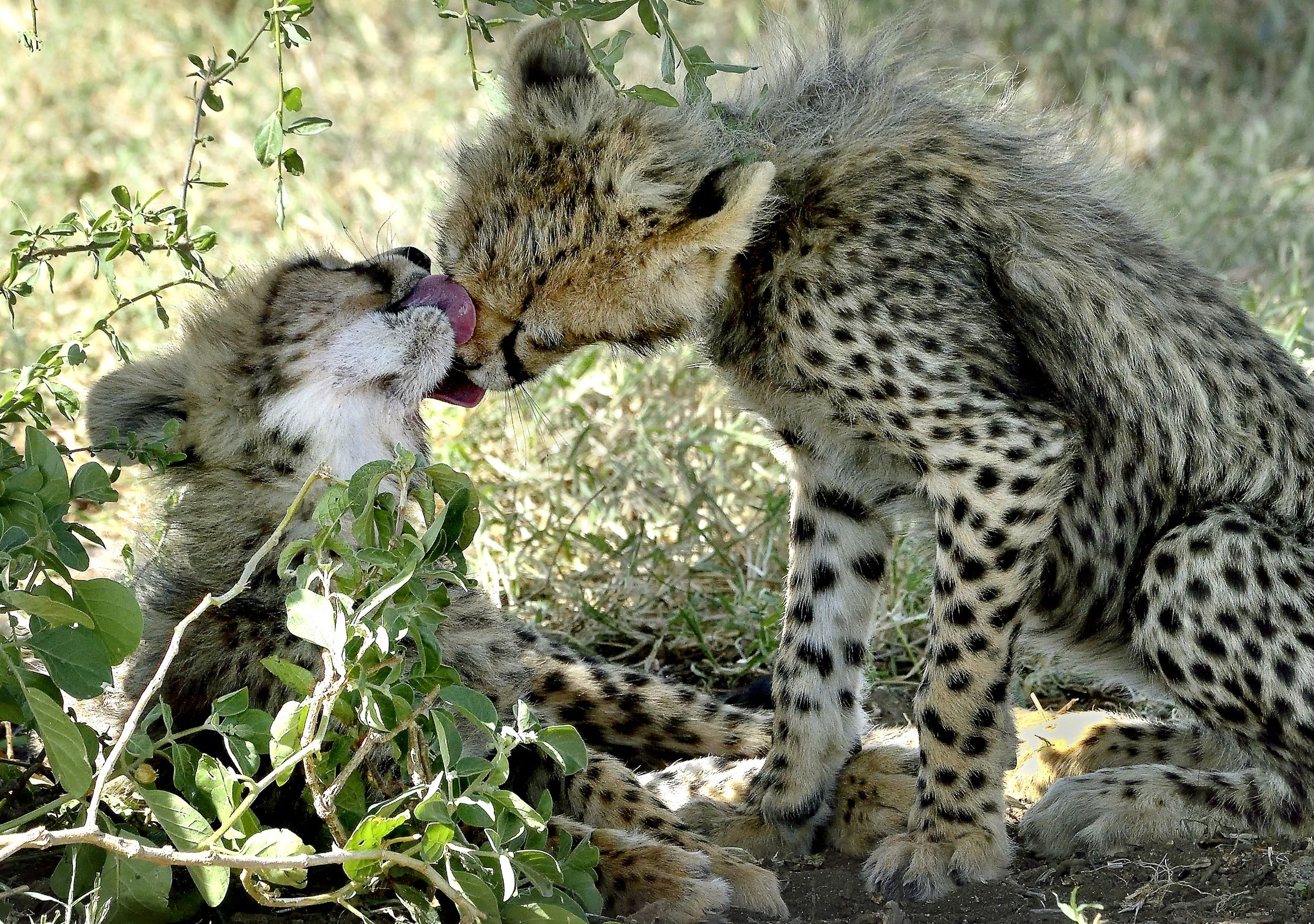 Tanzania 2015 - Ghepardini bacini