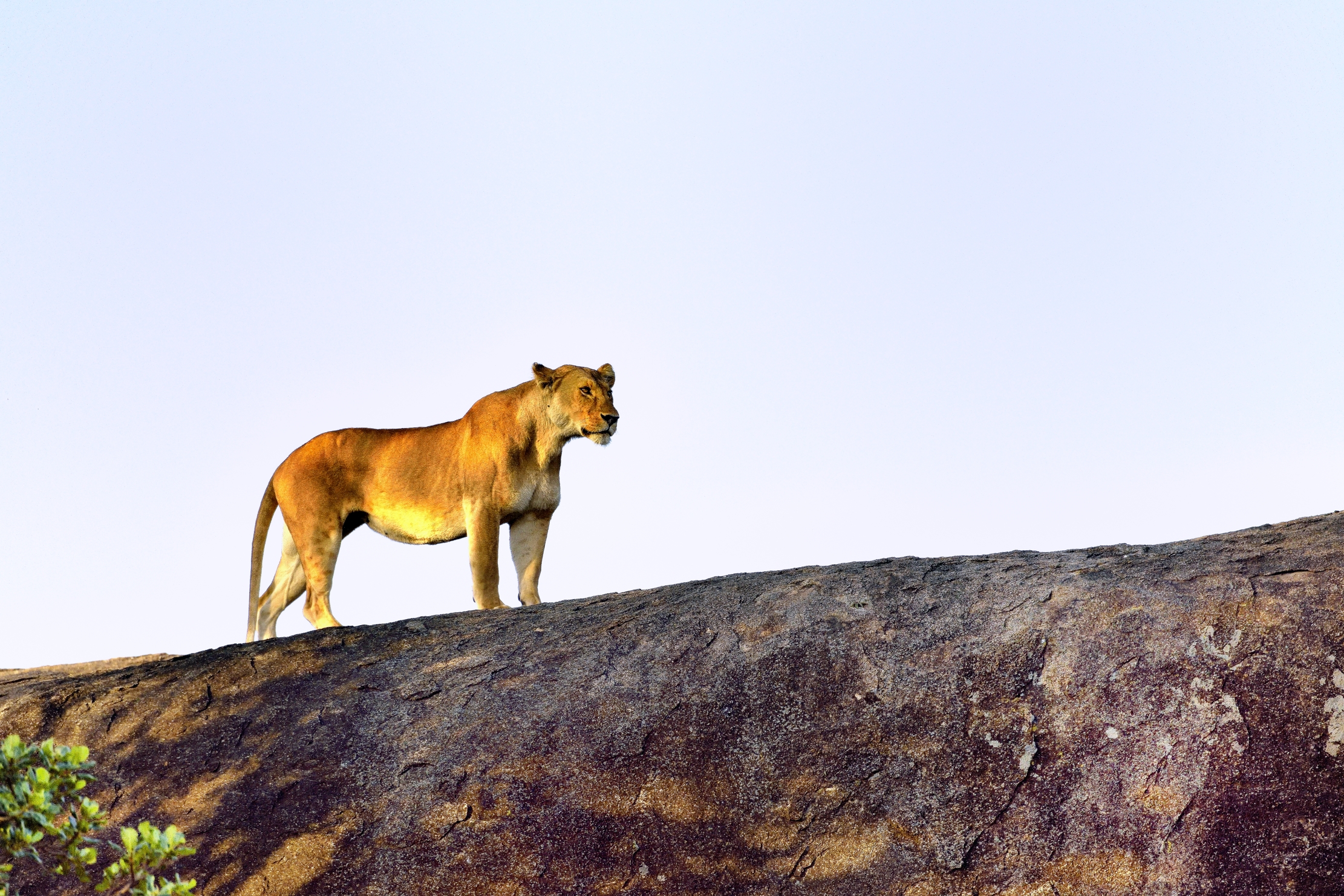 Tanzania 2015 - Leonessa