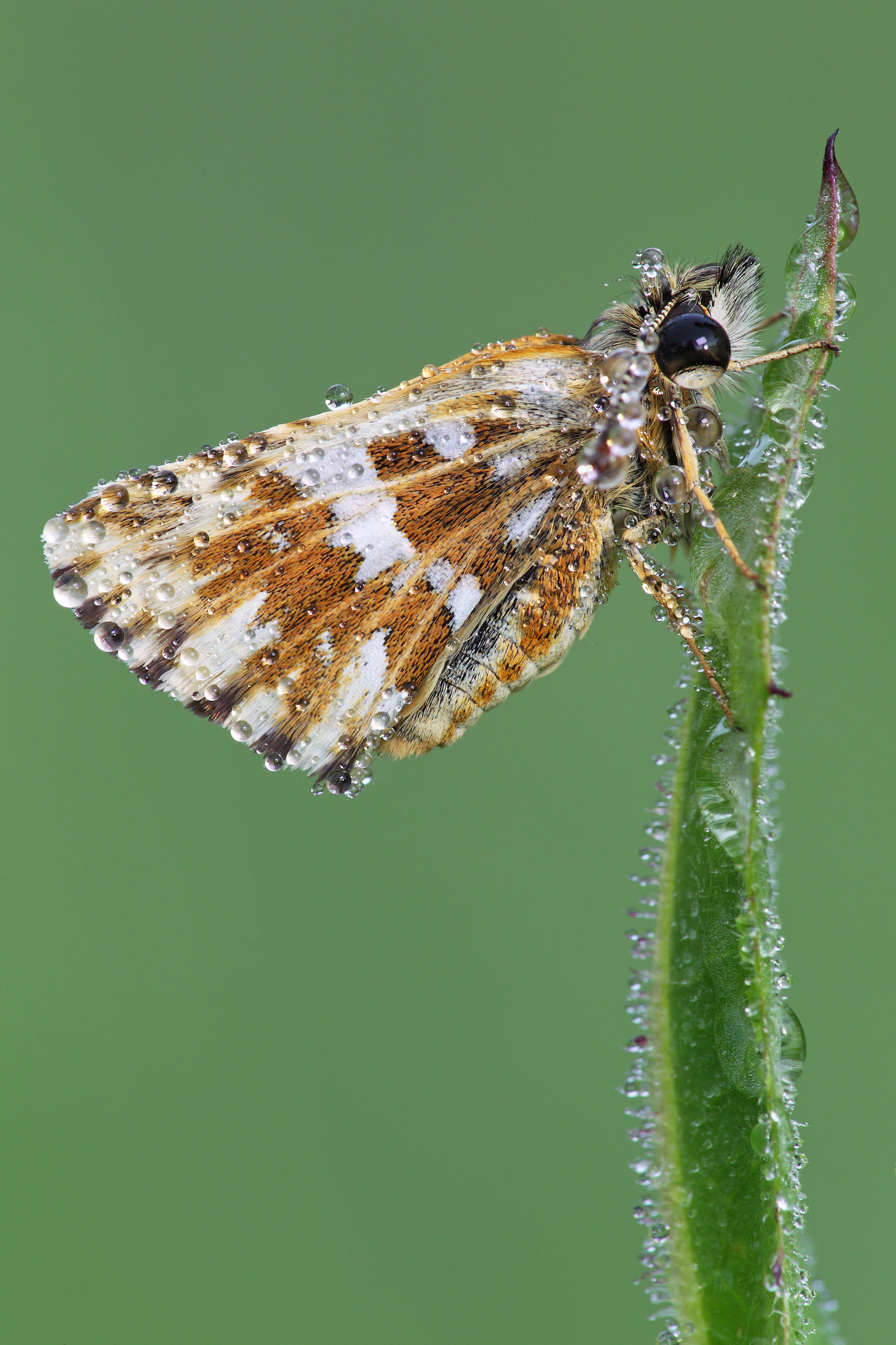 Pyrgus onopordi