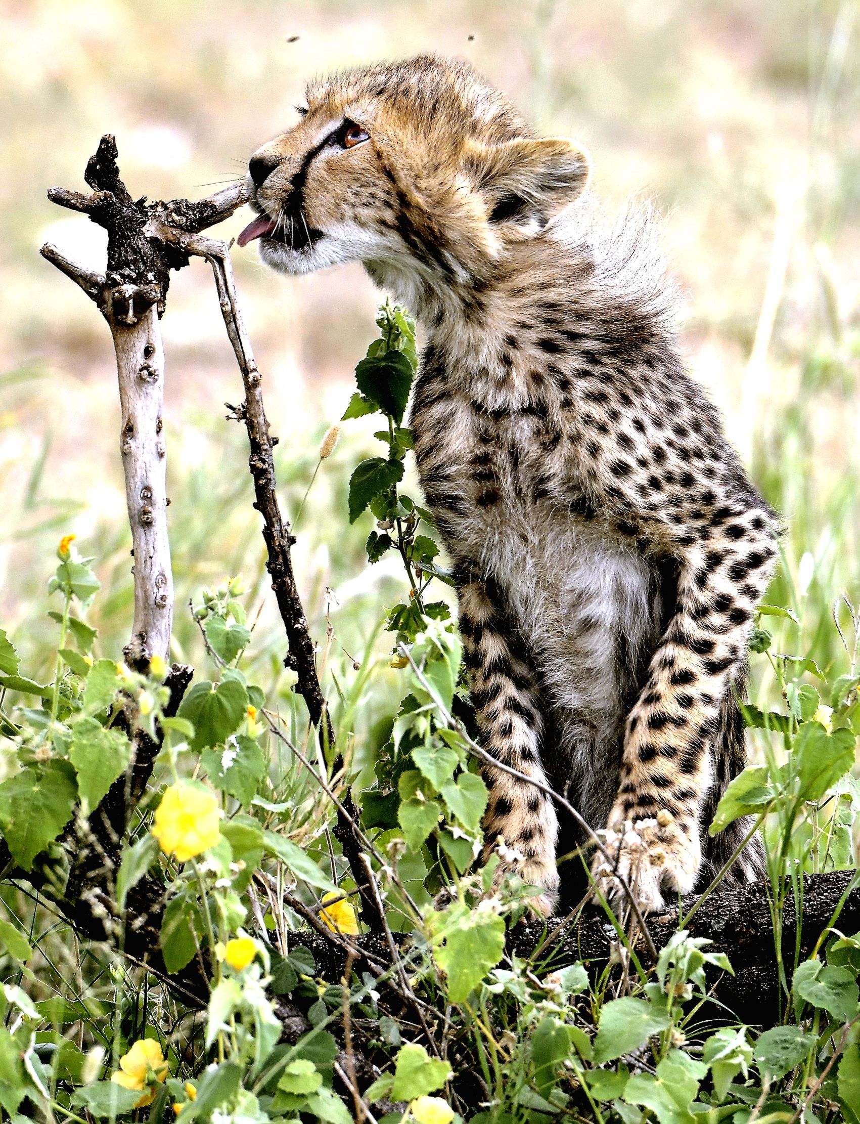 Tanzania 2015 - Mozzichetti