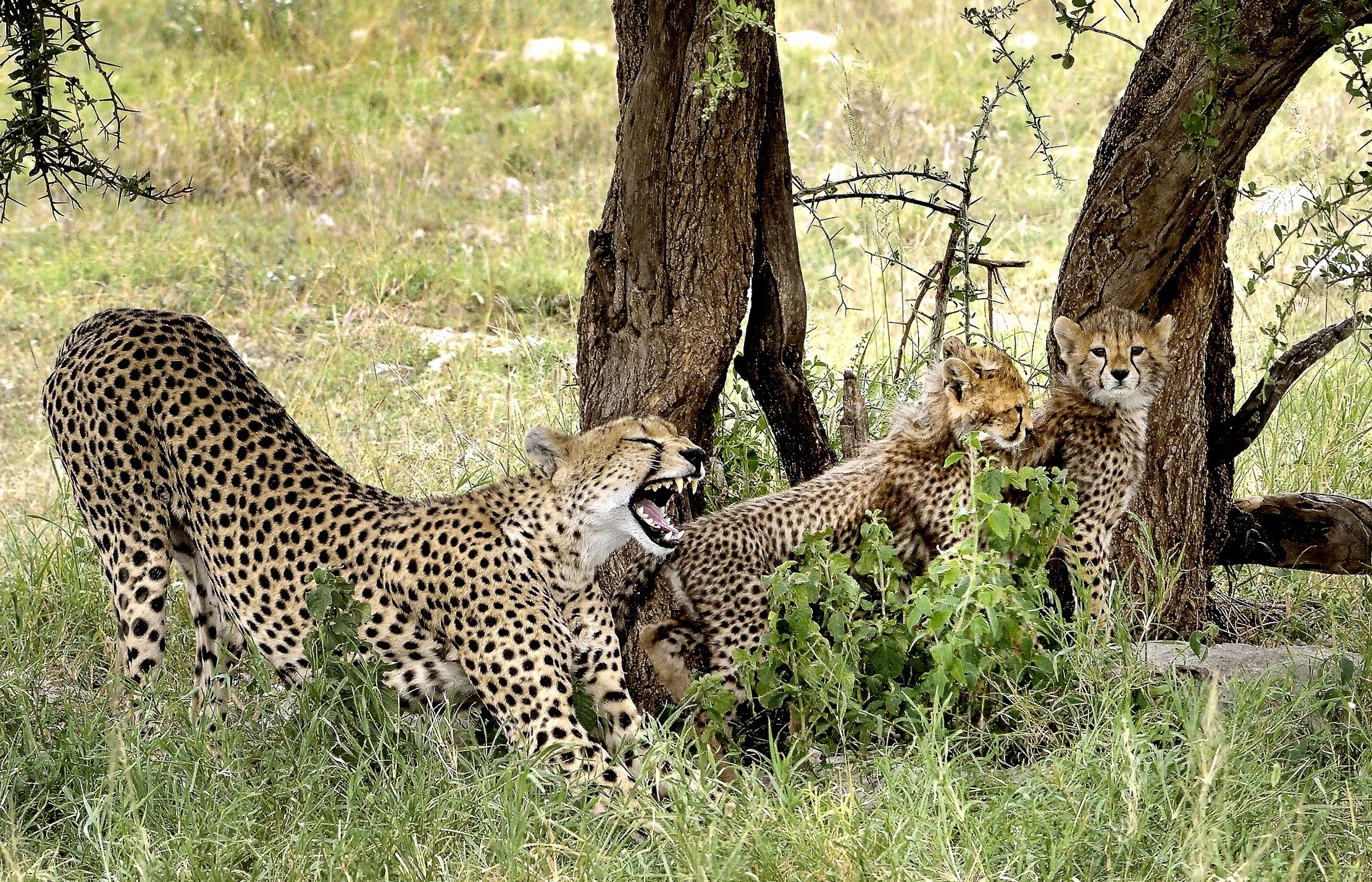 Tanzania 2015 - Ghepardi