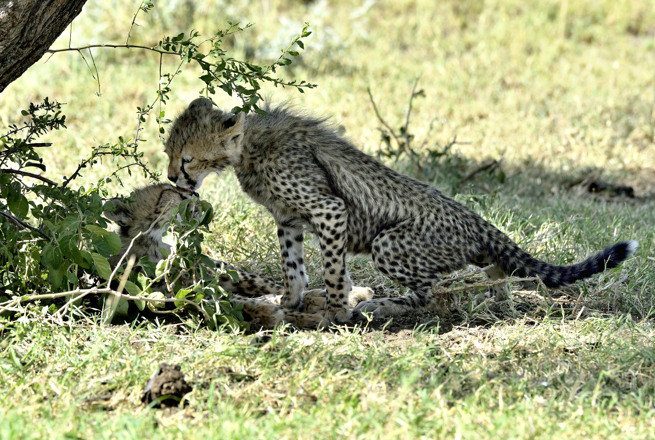 Tanzania 2015 - Ghepardini