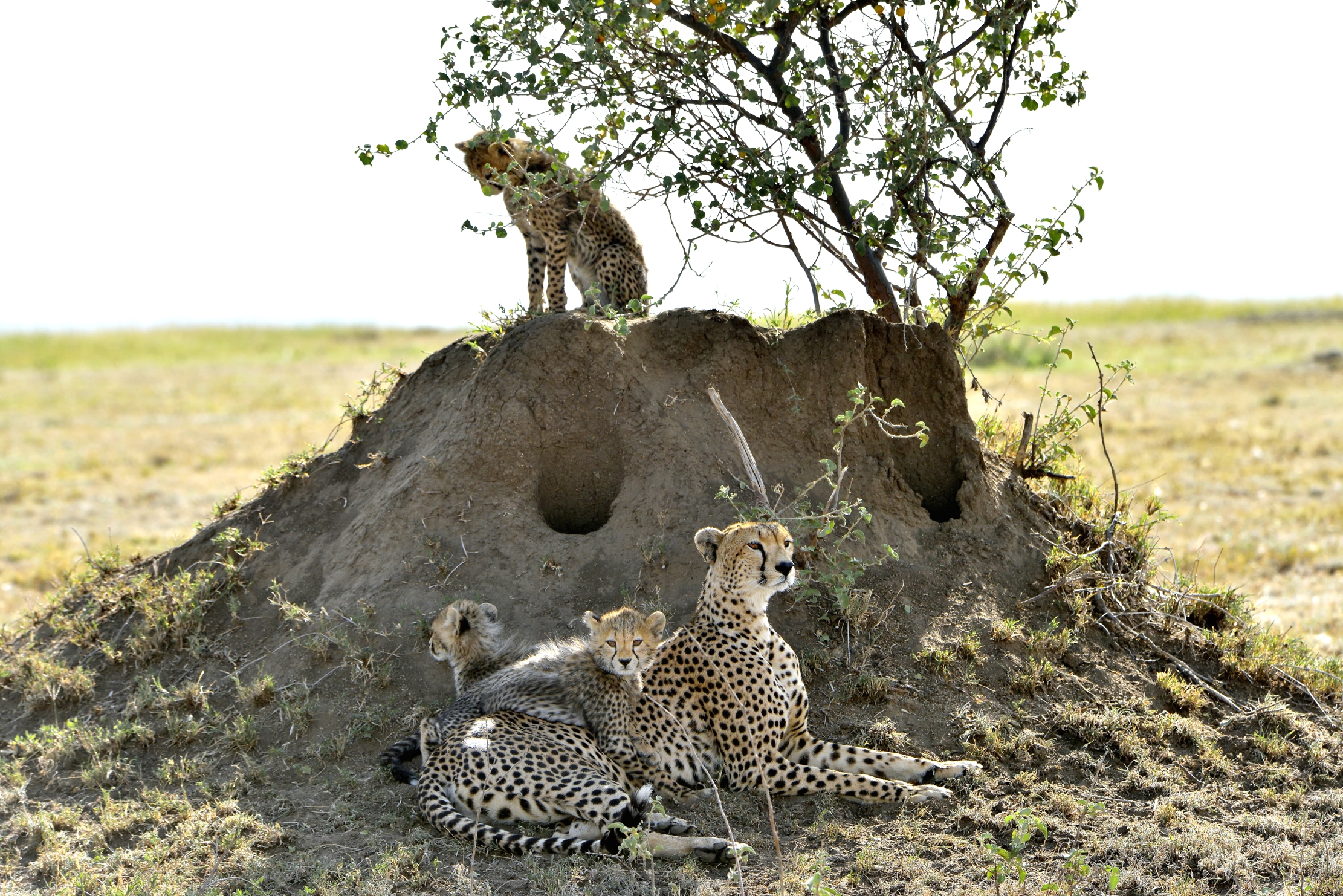 Tanzania 2015 - Uno di vedetta