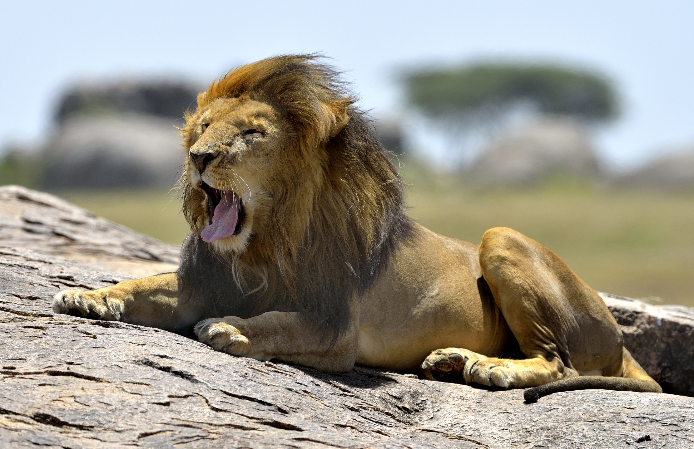 Tanzania 2015 - Smorfia