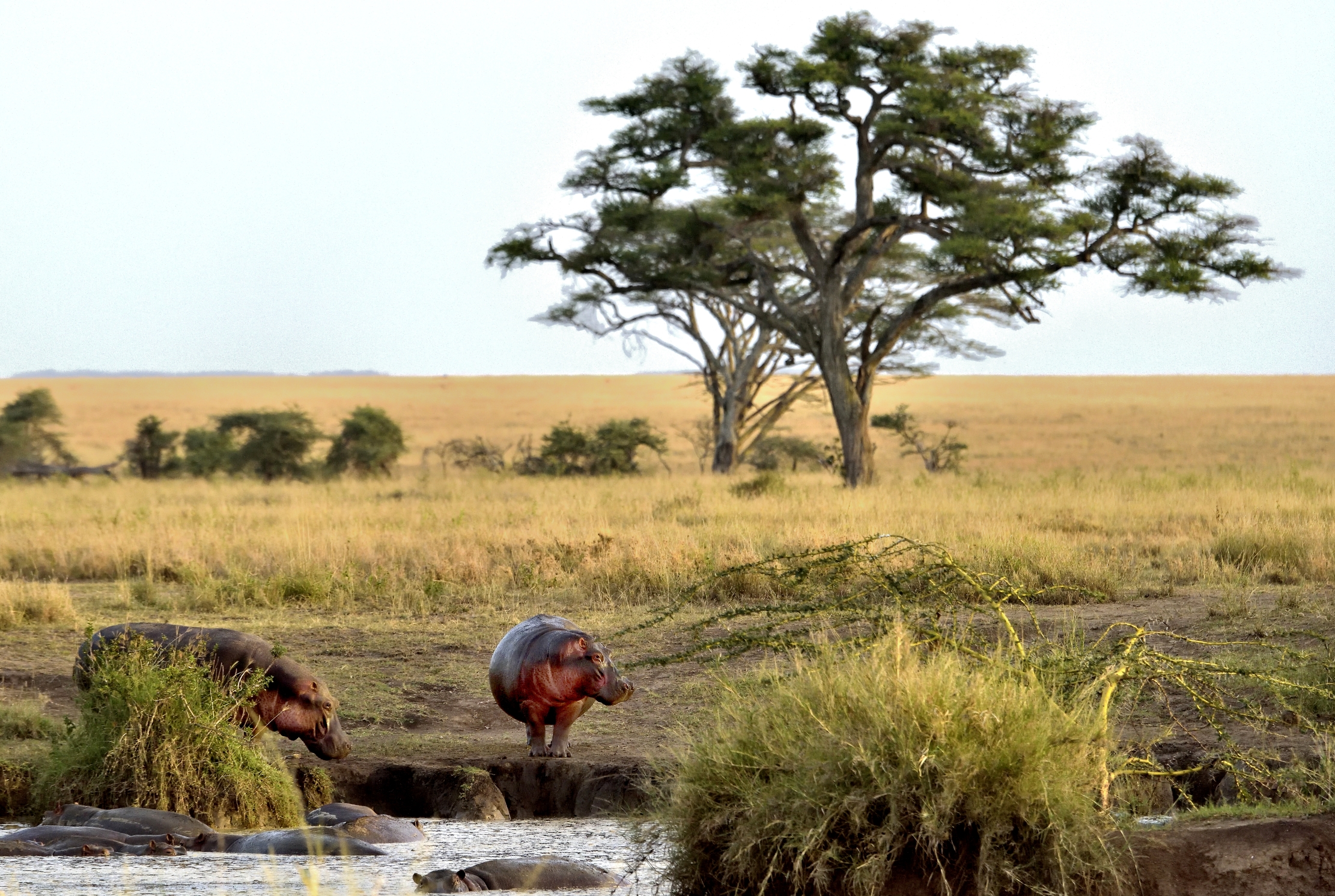 Tanzania 2015 - Ippo nel Serengeti