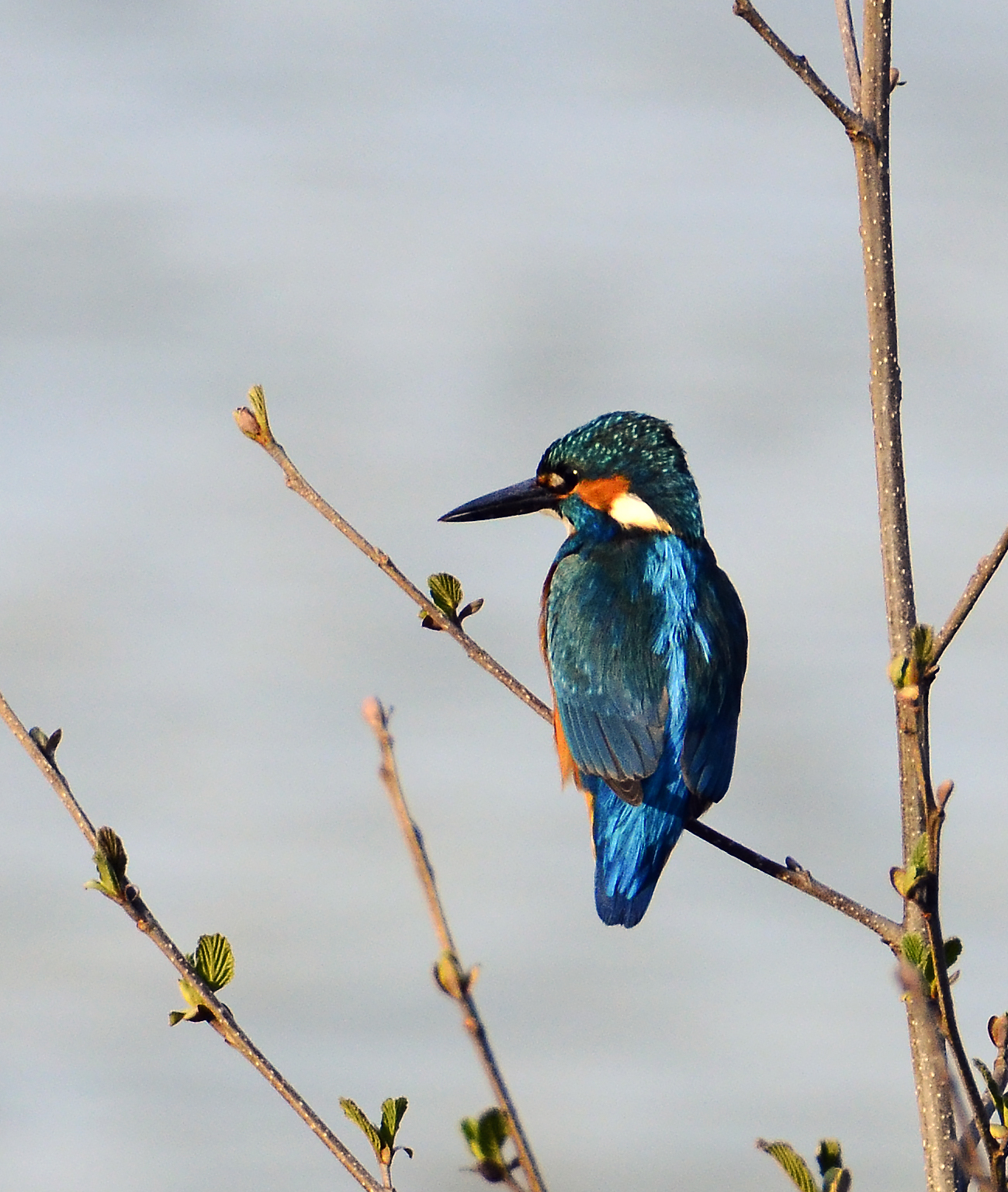 Martin pescatore (Alcedo atthis)