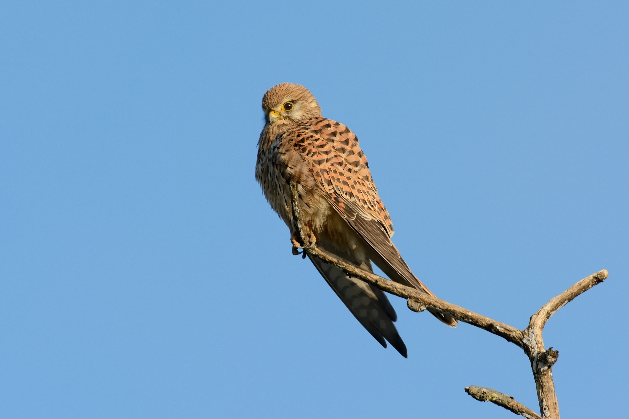 Kestrel female.