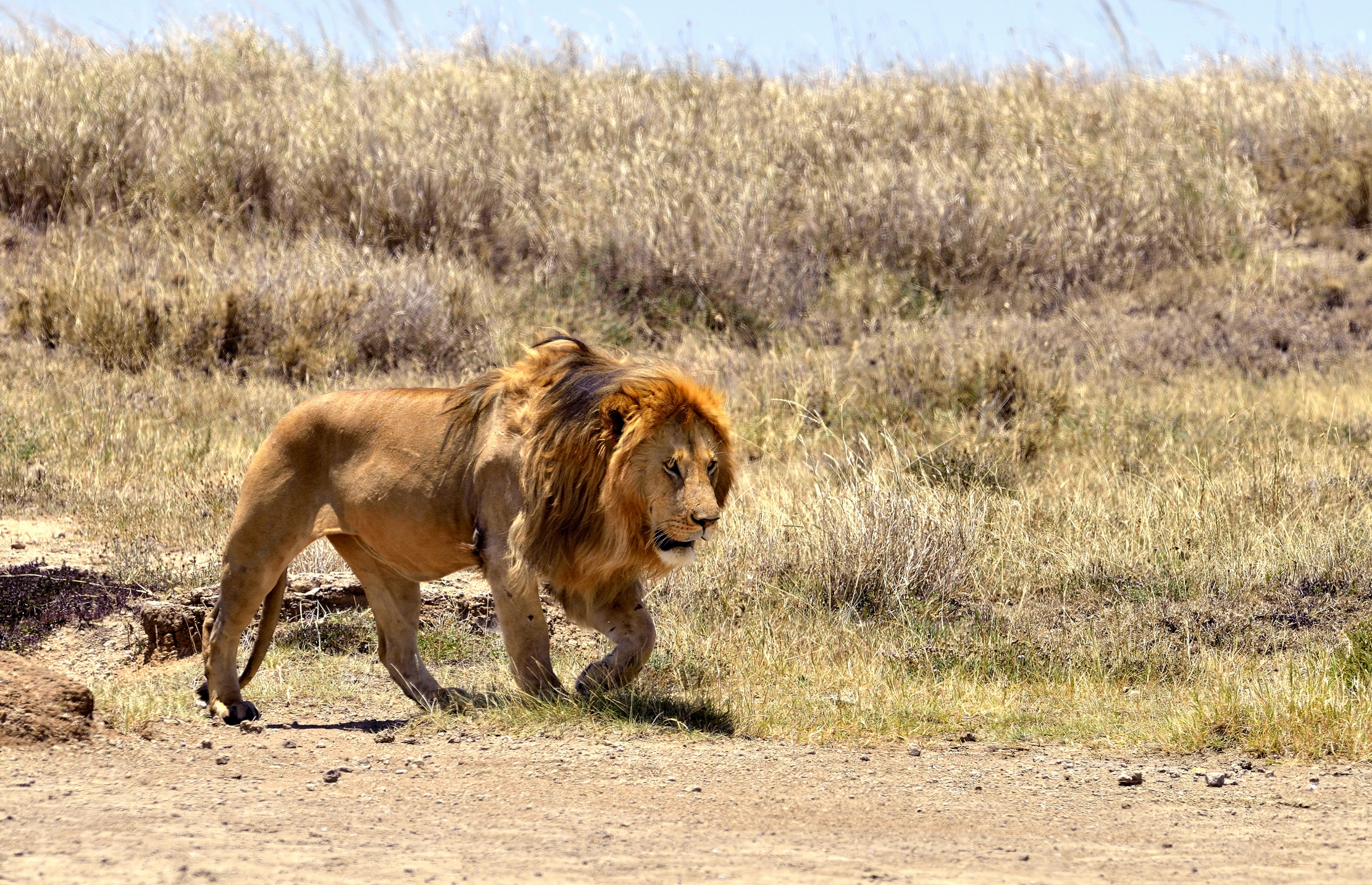 Tanzania 2015 - Lions nella calura