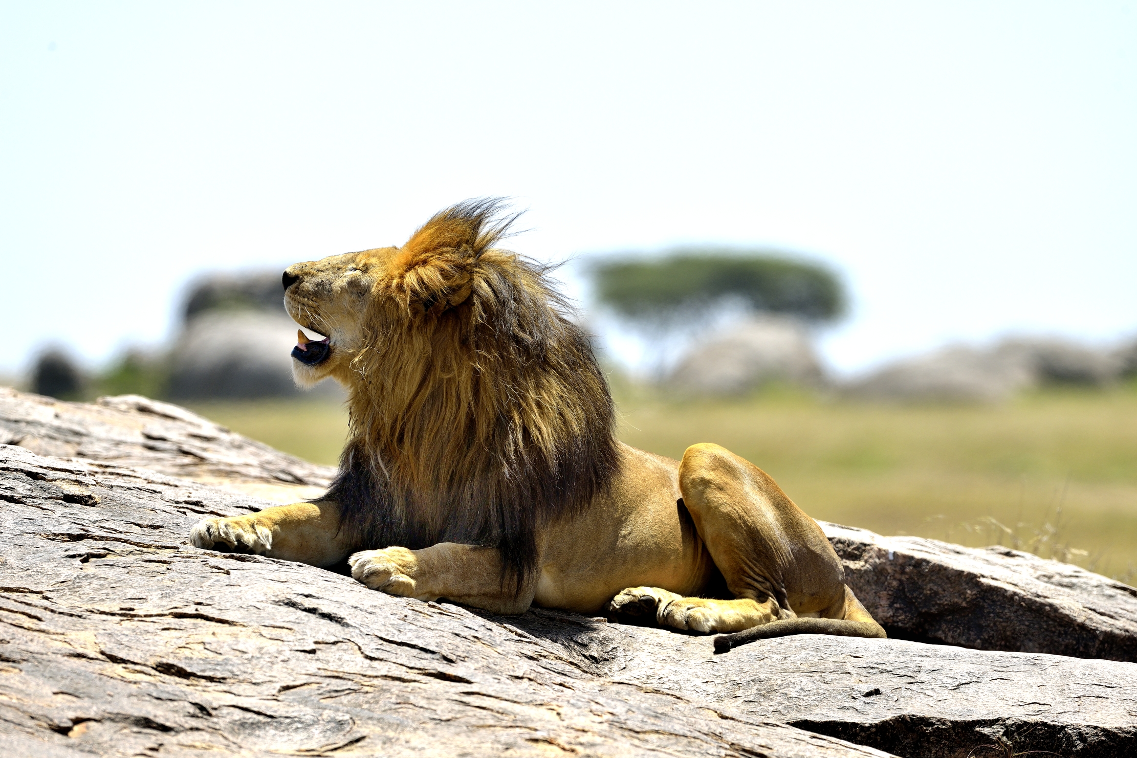 Tanzania 2015 - Muso al vento