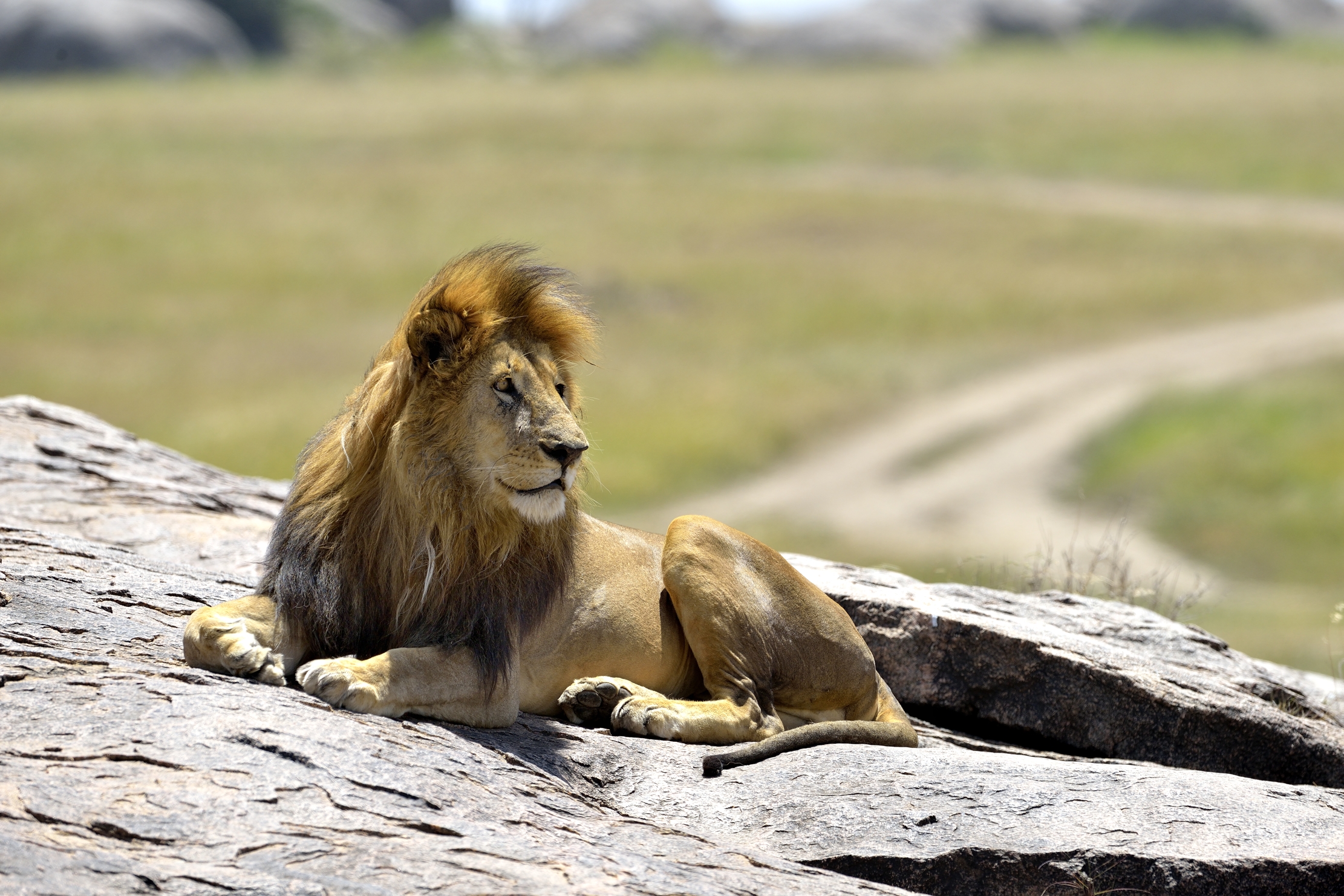 Tanzania 2015 - Scompigliato