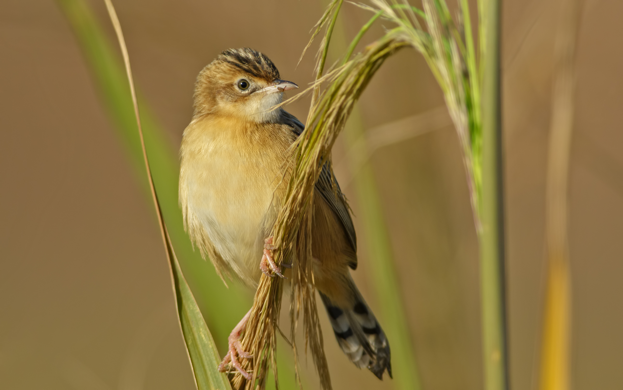 Beccamoschino (Cisticola juncidis)