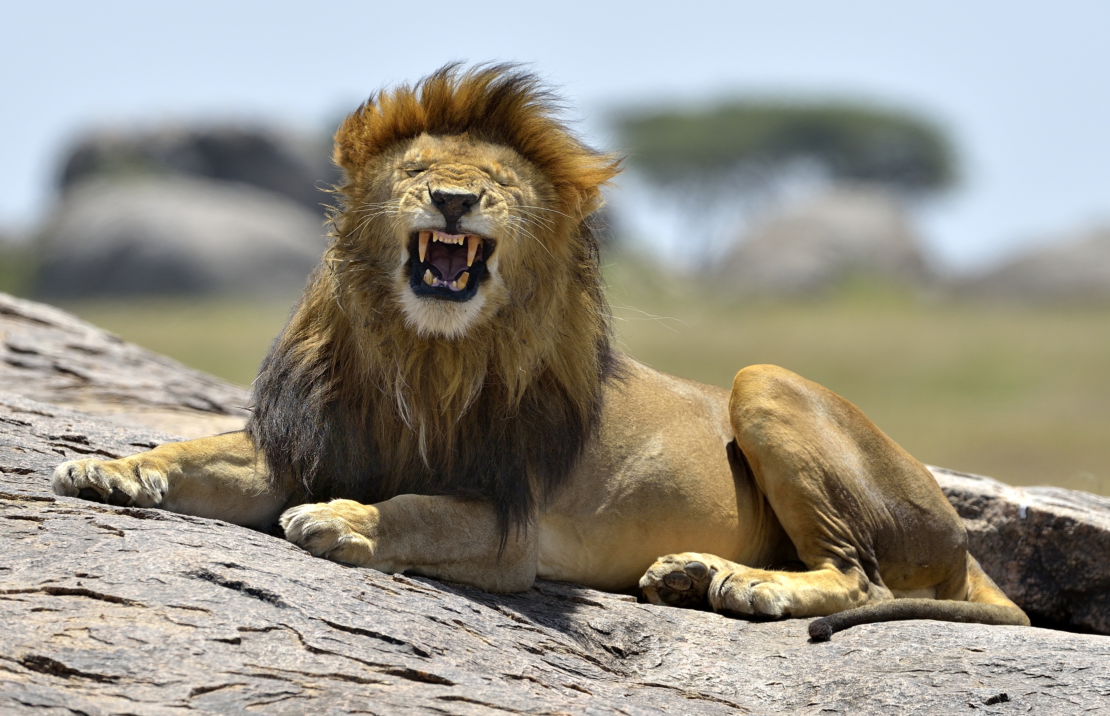 Tanzania 2015 - Ringhio