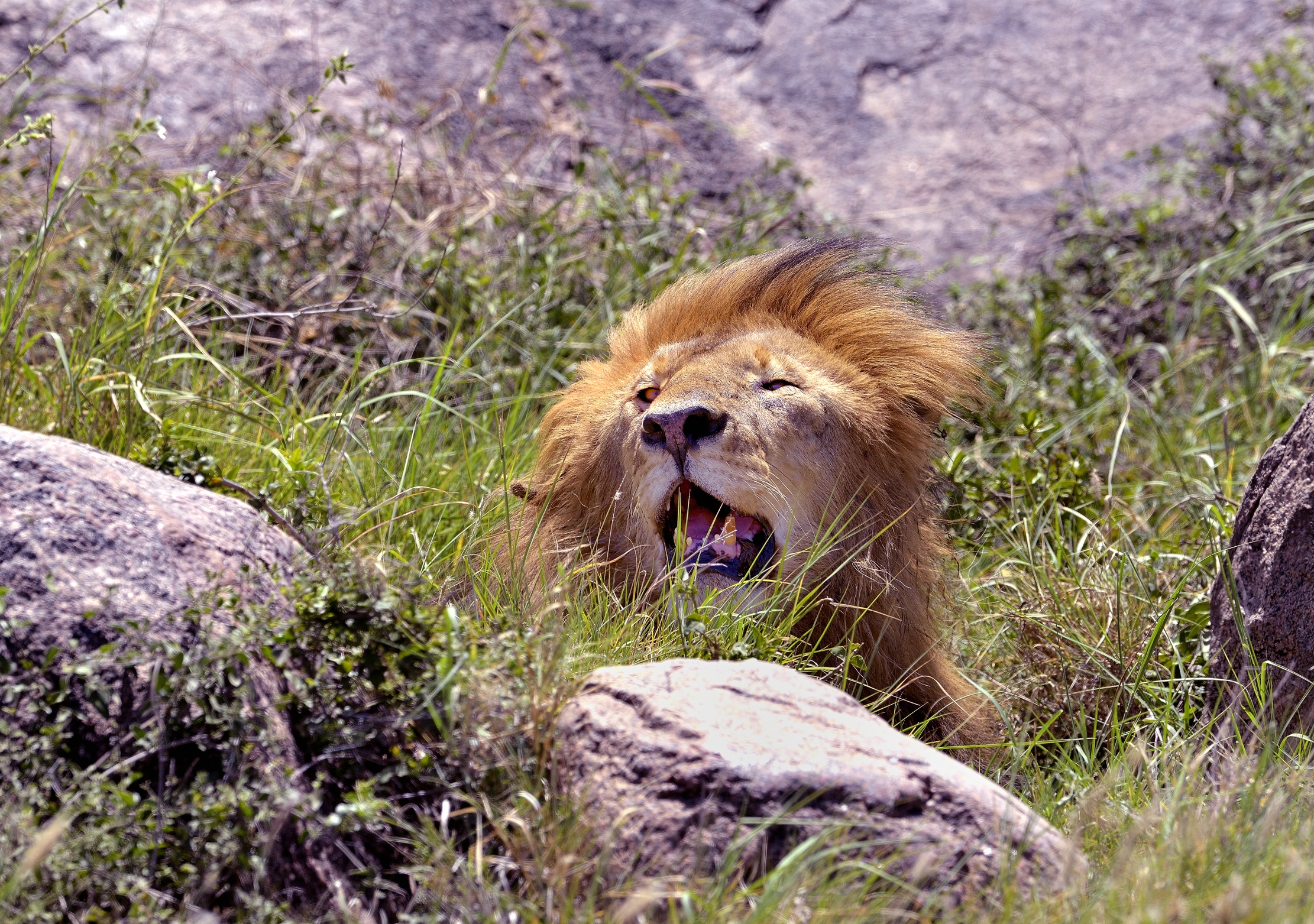 Tanzania 2015 - Capolino