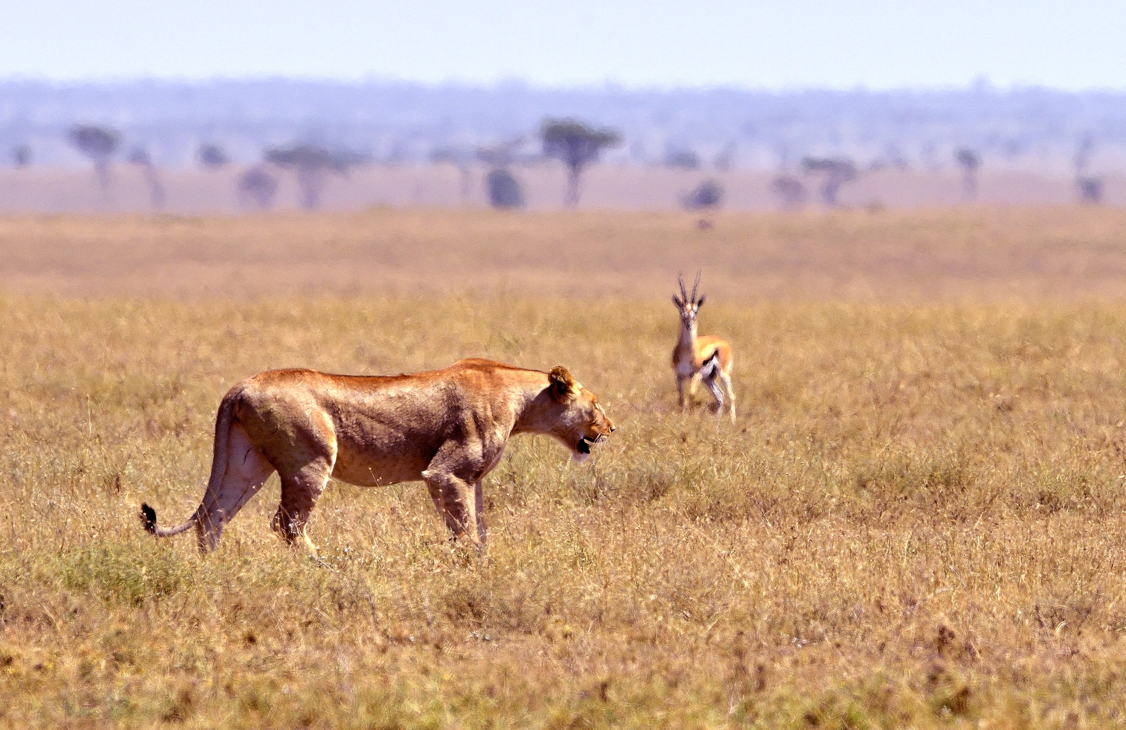 Tanzania 2015 - Osservato