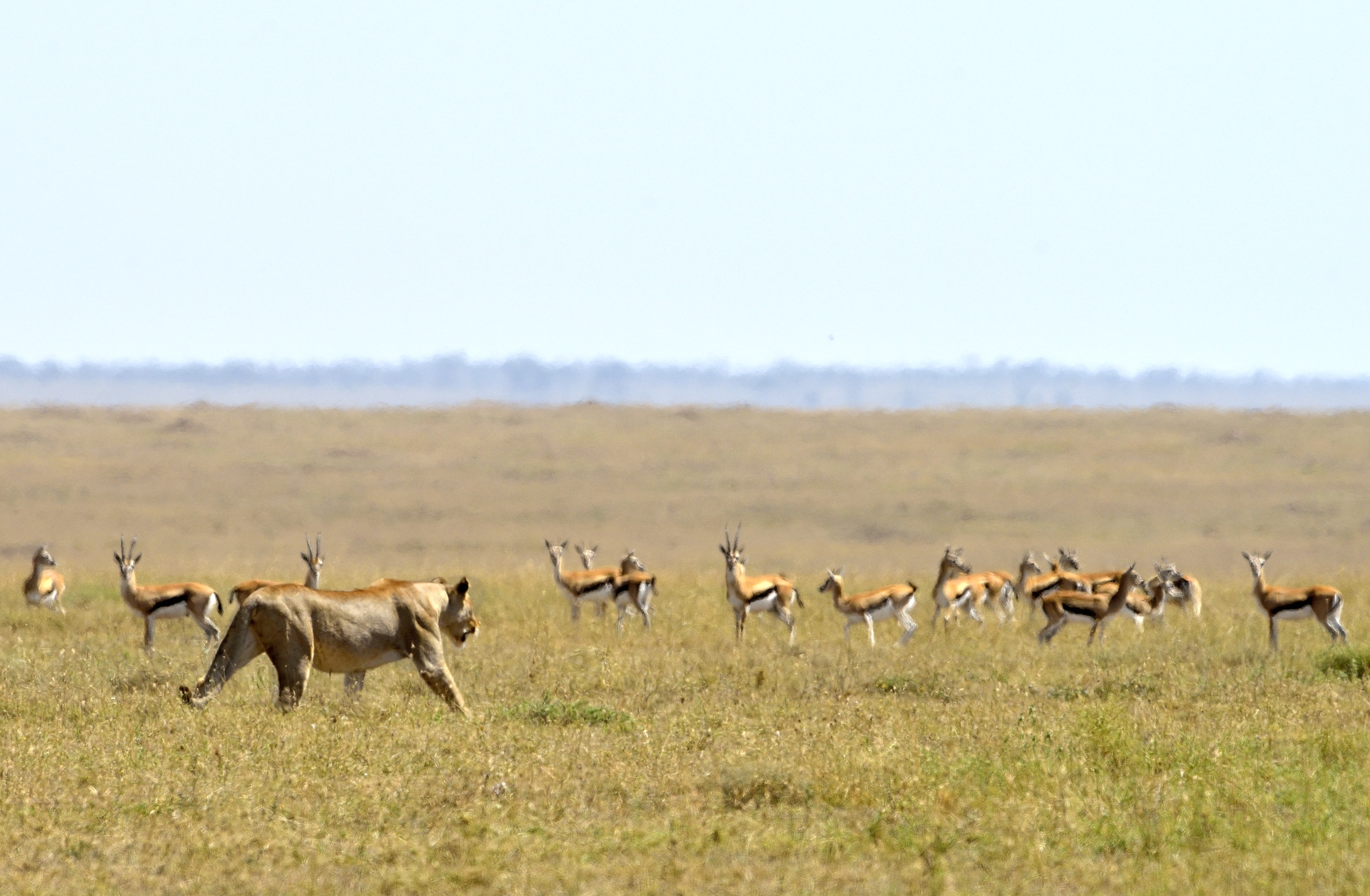 Tanzania 2015 - Osservato