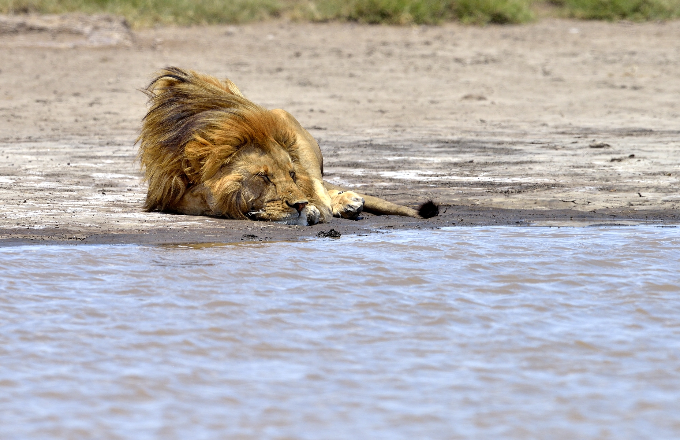 Tanzania 2015 - Frescura