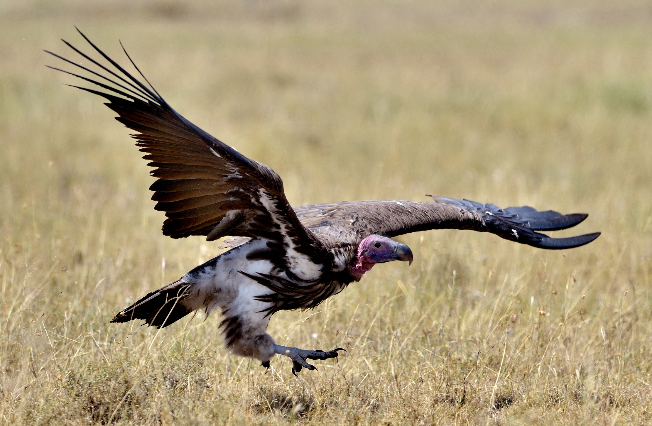 Tanzania 2015 - Atterraggio