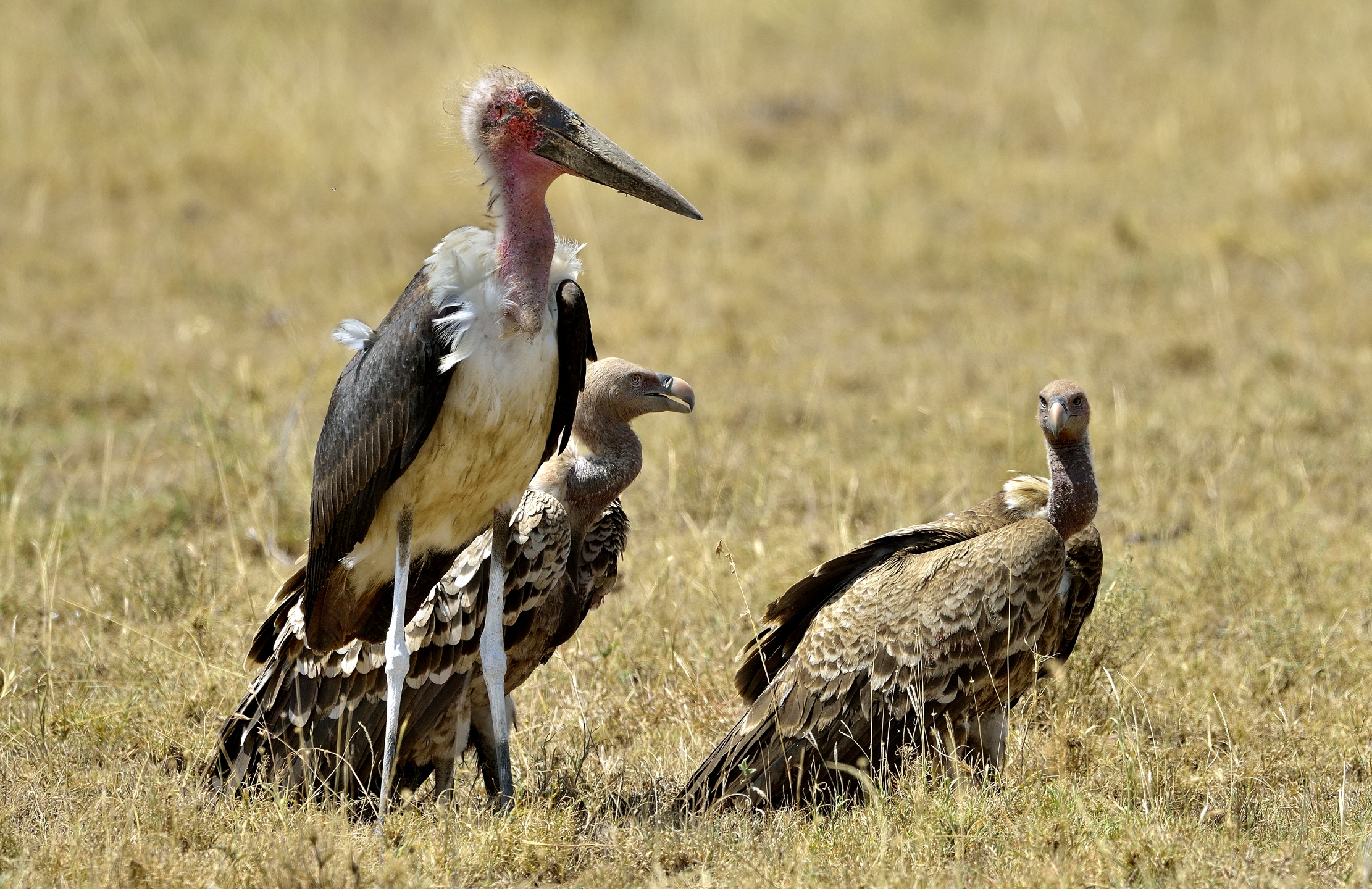 Tanzania 2015 - Spazzini