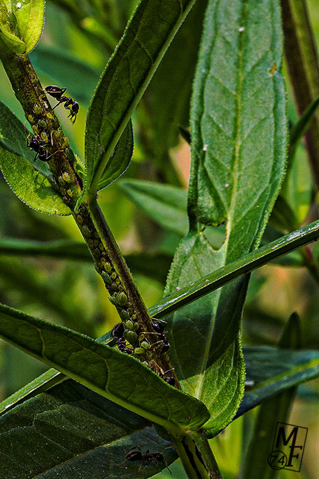 La fattoria delle formiche