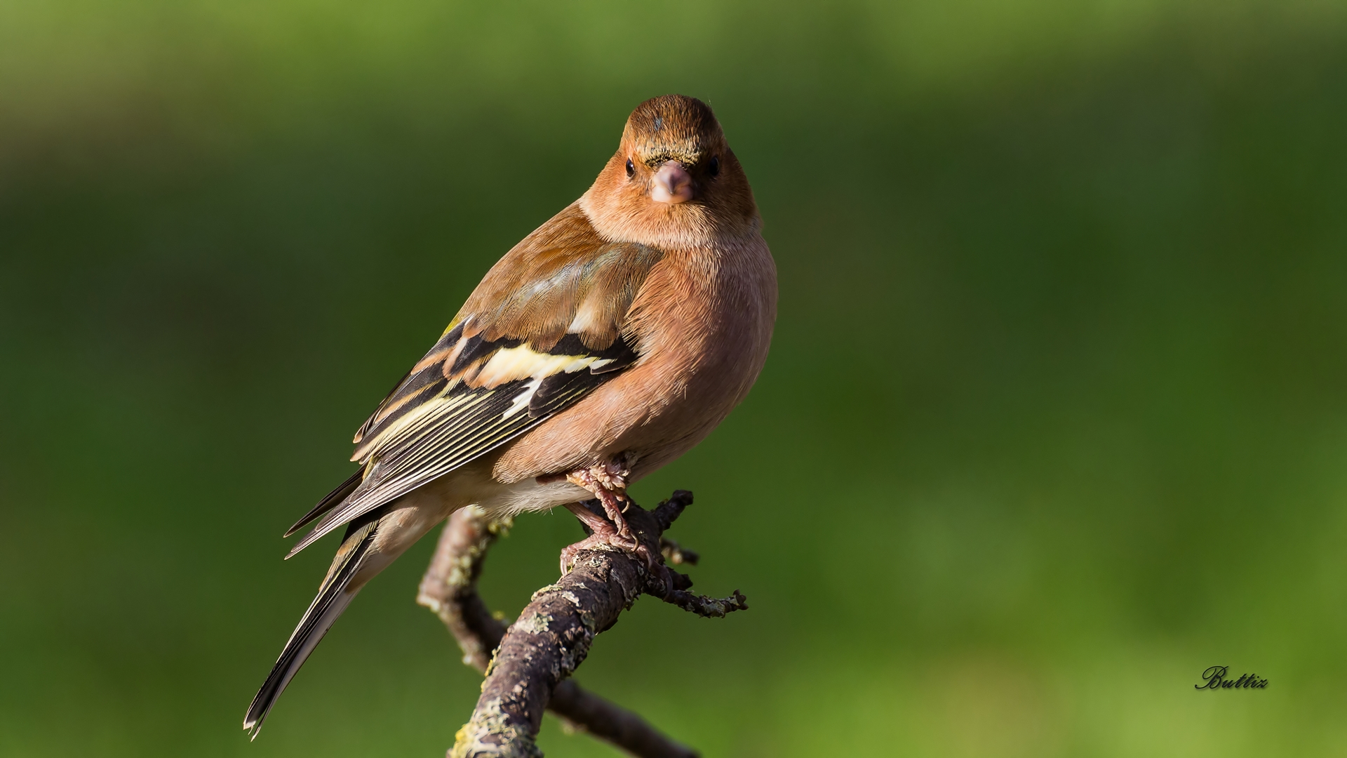 Ti ho visto... - (Fringuello)