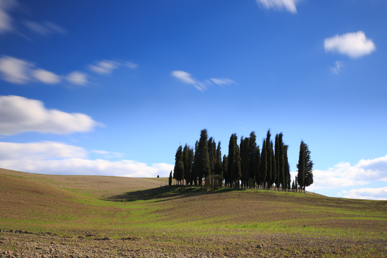 Cipressi in Val d'Orcia