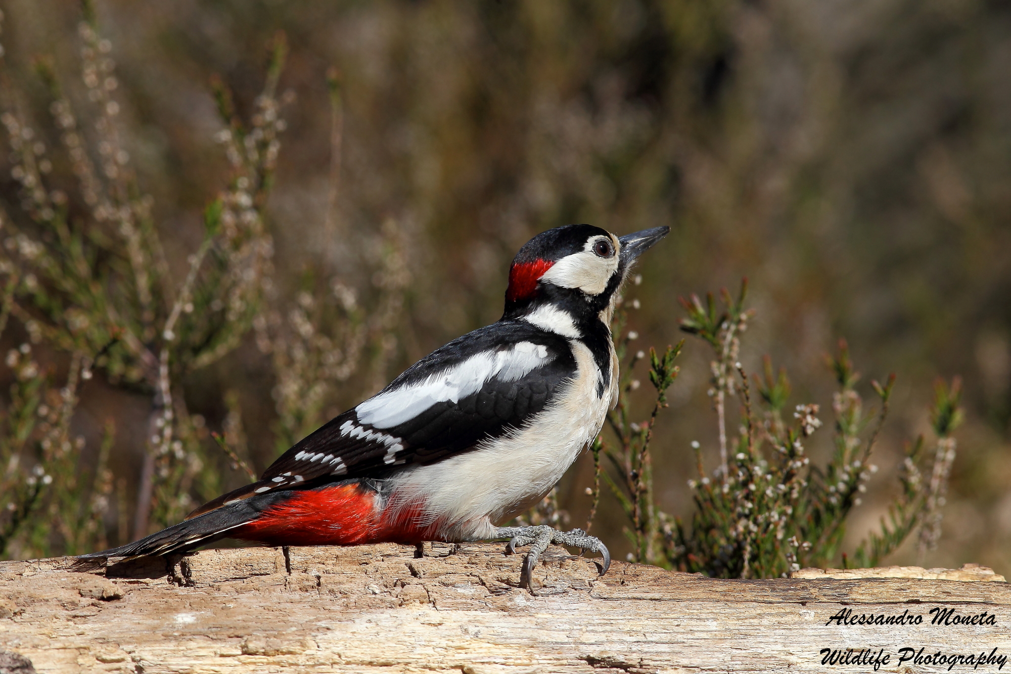 Spotted Woodpecker male