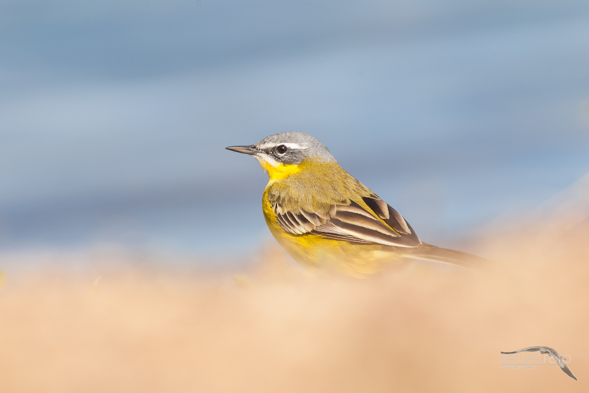 Wagtail lost in the background