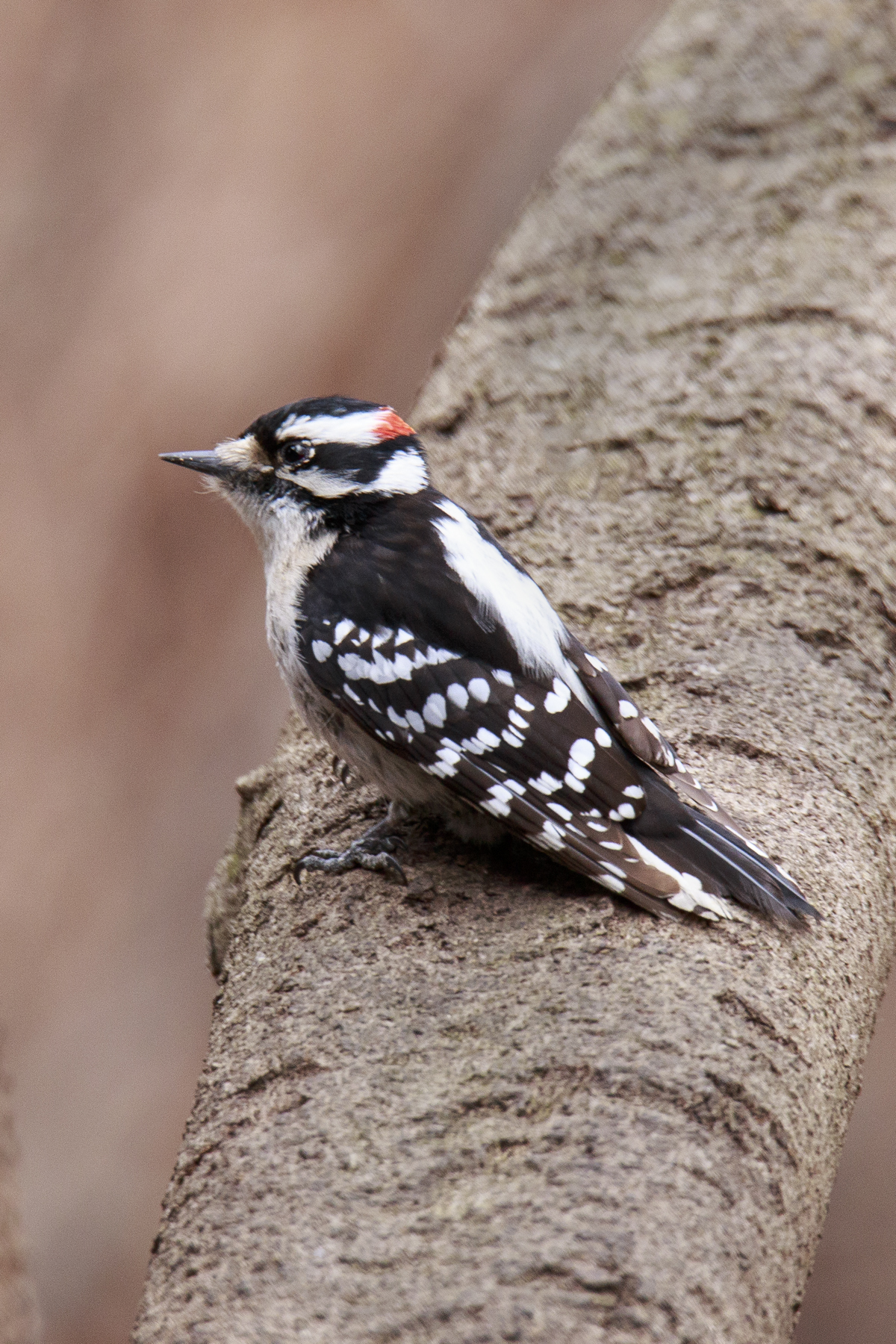 Downey Woodpecker